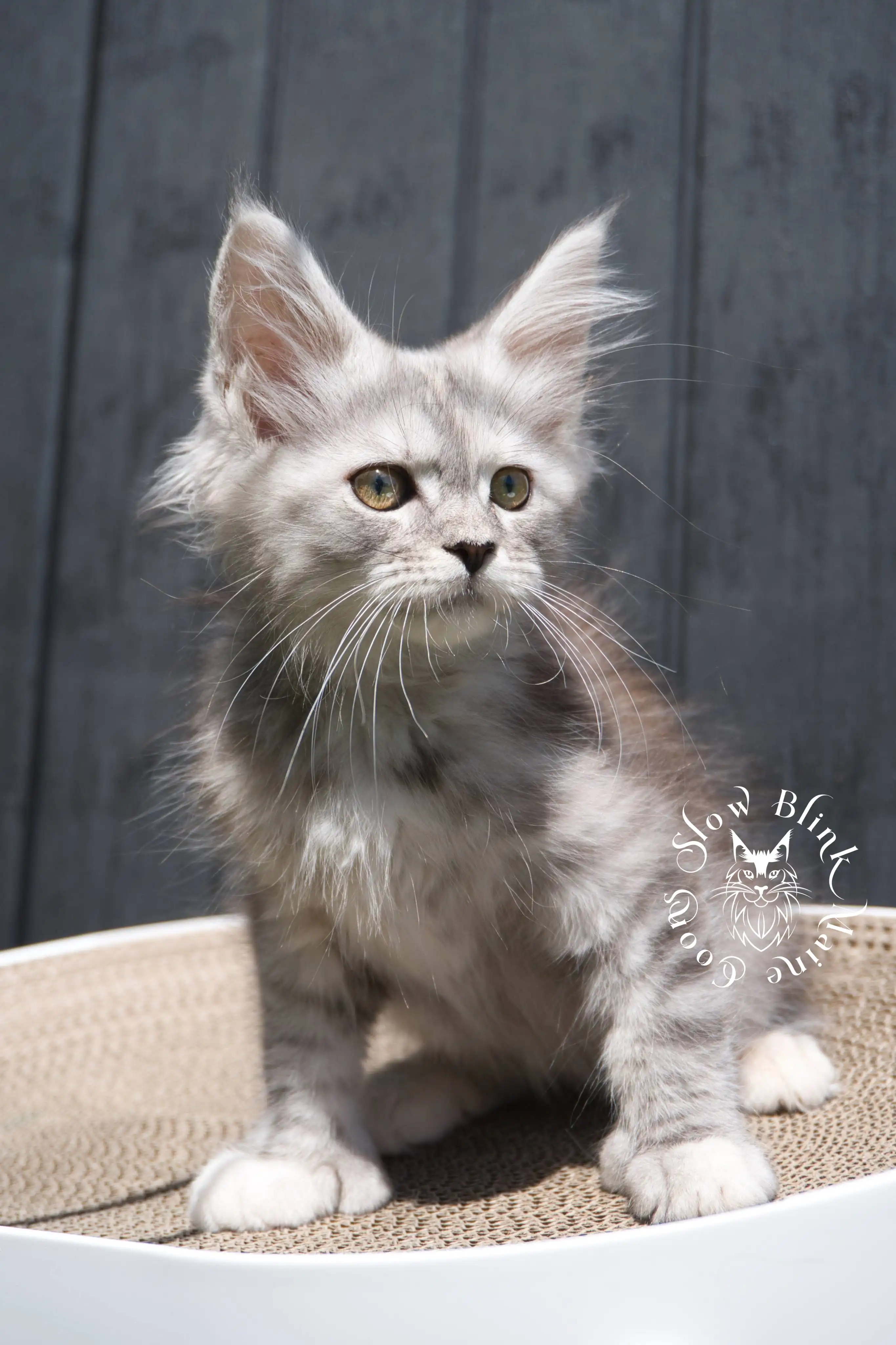 black silver torbie maine coon kitten | female | age 7 weeks | classic tabby | ems code fs 22 | slowblinkmainecoons | taken 2024 07 01 july 2024 | polydactyl High Silver Torbie Maine Coon Kittens > black silver torbie maine coon kitten | female | age 7 weeks | classic tabby | ems code fs 22 | slowblinkmainecoons | taken 2024 07 01 july 2024 | polydactyl | 1949
