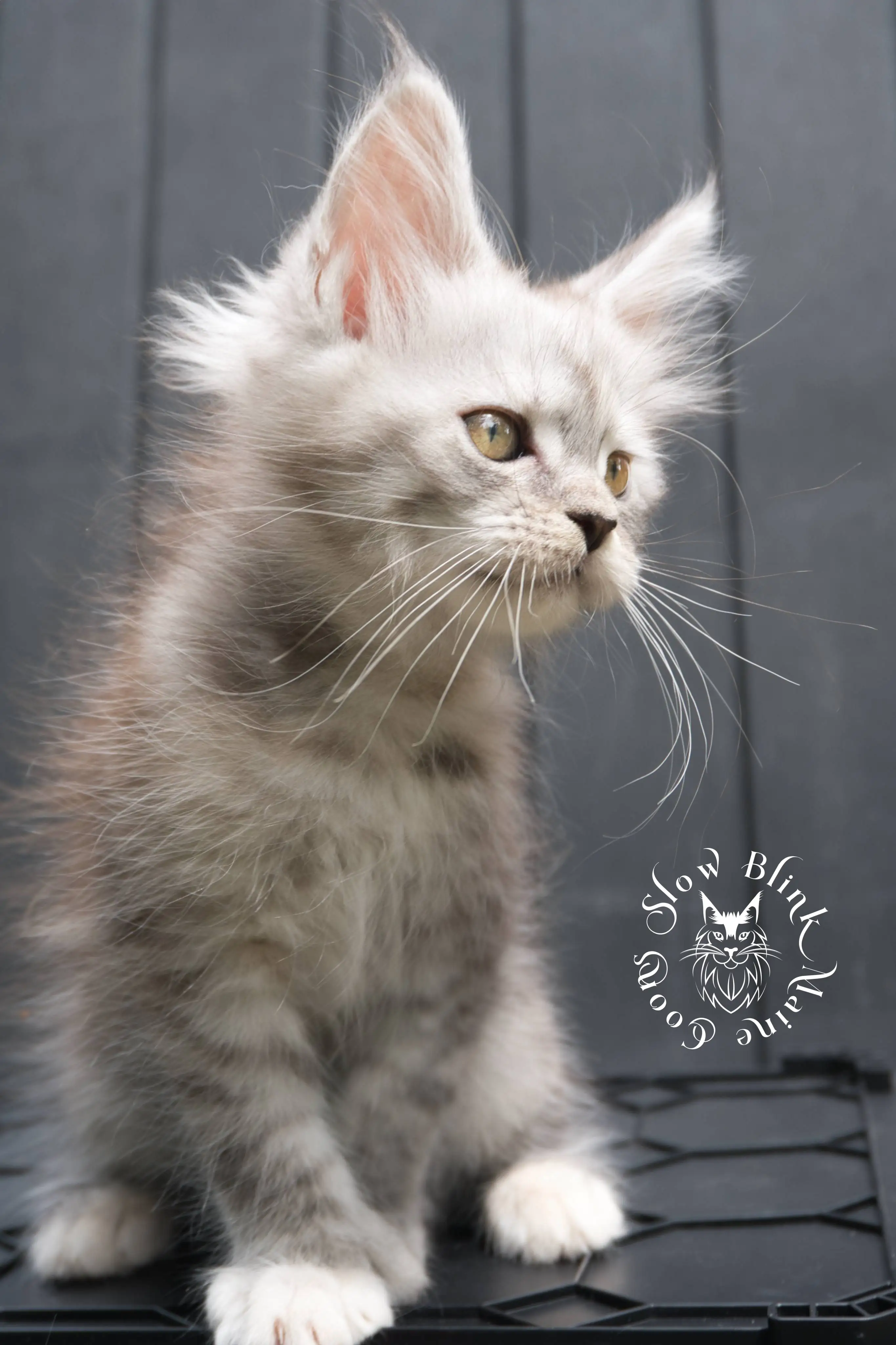 black silver torbie maine coon kitten | female | age 7 weeks | classic tabby | ems code fs 22 | slowblinkmainecoons | taken 2024 07 01 july 2024 | polydactyl High Silver Torbie Maine Coon Kittens > black silver torbie maine coon kitten | female | age 7 weeks | classic tabby | ems code fs 22 | slowblinkmainecoons | taken 2024 07 01 july 2024 | polydactyl | 1950