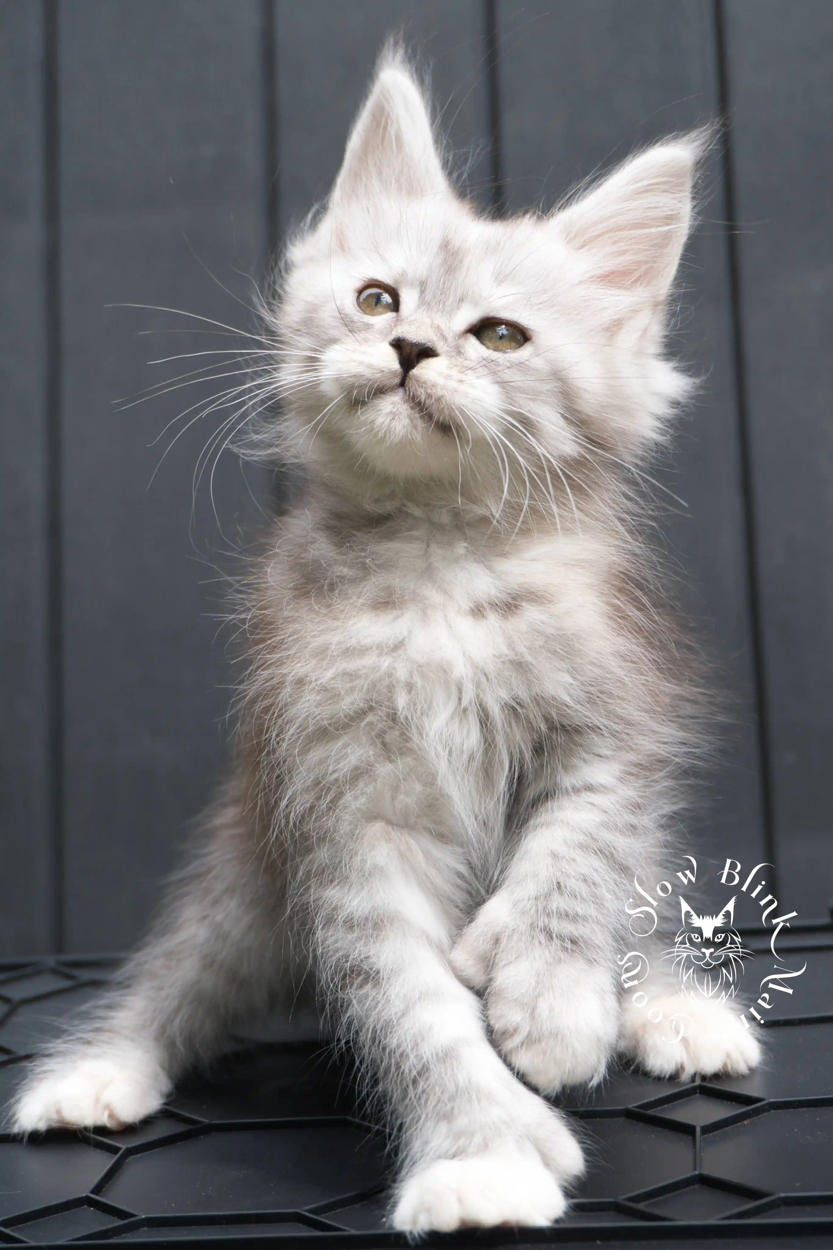 black silver torbie maine coon kitten | female | age 7 weeks | classic tabby | ems code fs 22 | slowblinkmainecoons | taken 2024 07 01 july 2024 | polydactyl High Silver Torbie Maine Coon Kittens > black silver torbie maine coon kitten | female | age 7 weeks | classic tabby | ems code fs 22 | slowblinkmainecoons | taken 2024 07 01 july 2024 | polydactyl | 1952