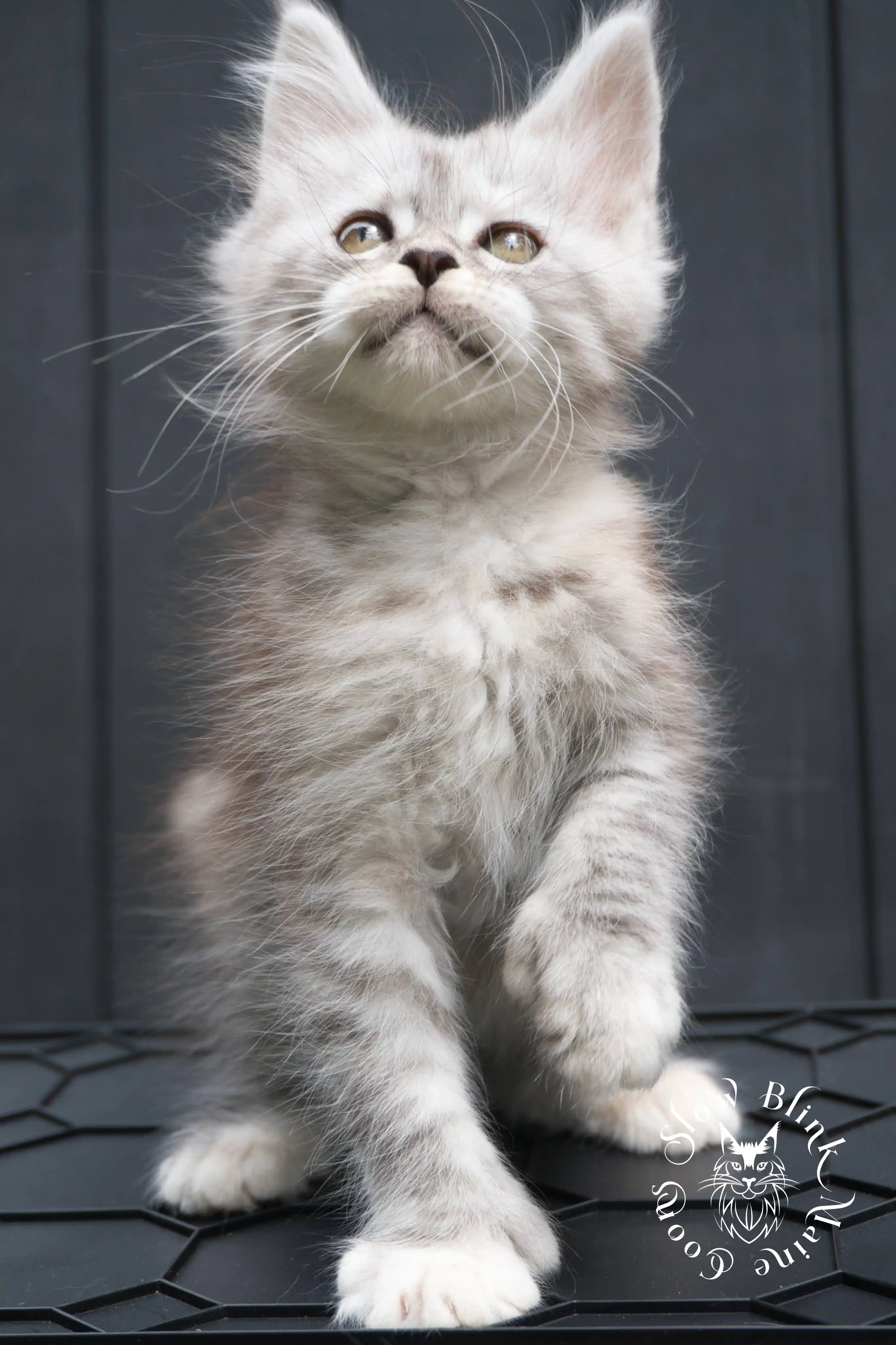 black silver torbie maine coon kitten | female | age 7 weeks | classic tabby | ems code fs 22 | slowblinkmainecoons | taken 2024 07 01 july 2024 | polydactyl High Silver Torbie Maine Coon Kittens > black silver torbie maine coon kitten | female | age 7 weeks | classic tabby | ems code fs 22 | slowblinkmainecoons | taken 2024 07 01 july 2024 | polydactyl | 1954