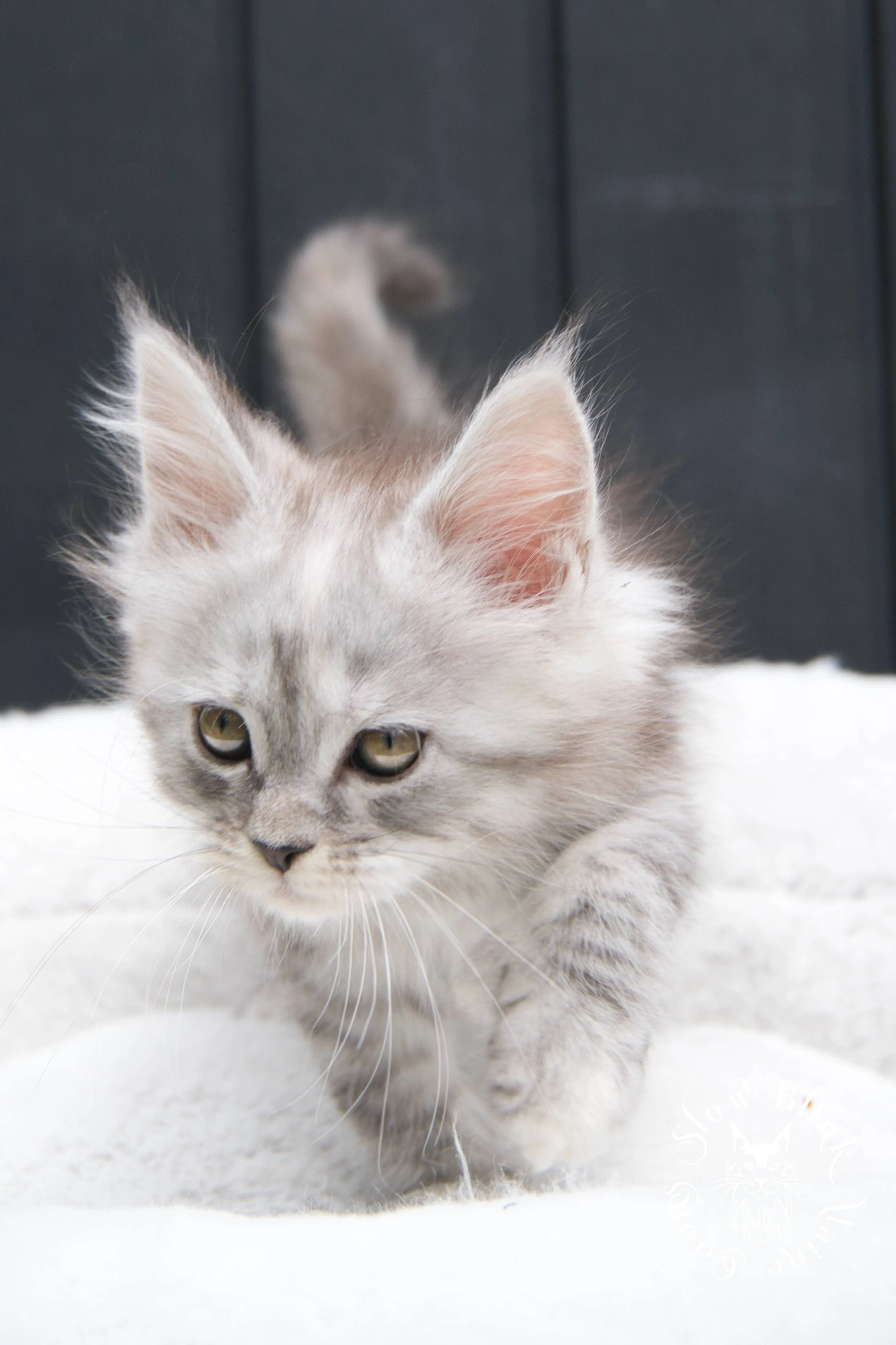 black silver torbie maine coon kitten | female | age 7 weeks | classic tabby | ems code fs 22 | slowblinkmainecoons | taken 2024 07 01 july 2024 | polydactyl High Silver Torbie Maine Coon Kittens > black silver torbie maine coon kitten | female | age 7 weeks | classic tabby | ems code fs 22 | slowblinkmainecoons | taken 2024 07 01 july 2024 | polydactyl | 1955
