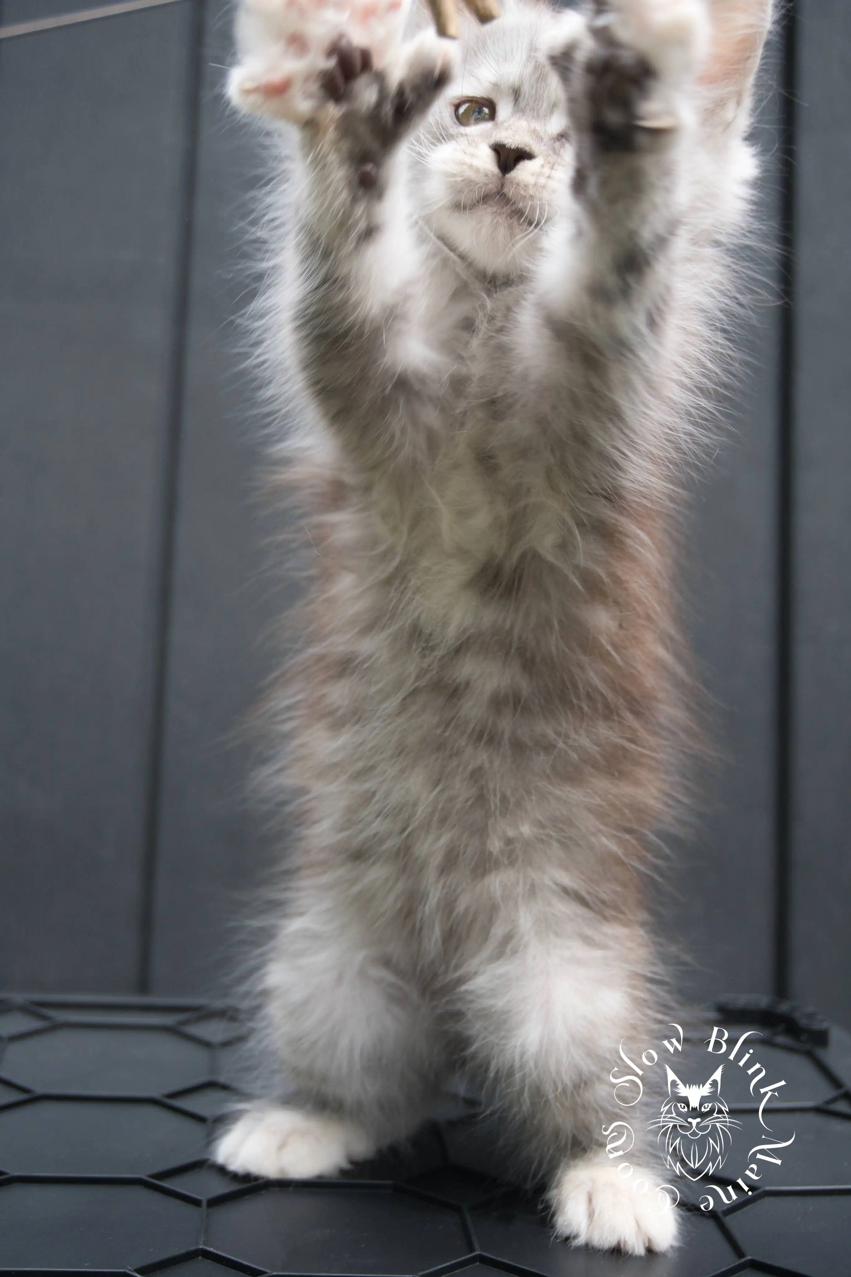 black silver torbie maine coon kitten | female | age 7 weeks | classic tabby | ems code fs 22 | slowblinkmainecoons | taken 2024 07 01 july 2024 | polydactyl High Silver Torbie Maine Coon Kittens > black silver torbie maine coon kitten | female | age 7 weeks | classic tabby | ems code fs 22 | slowblinkmainecoons | taken 2024 07 01 july 2024 | polydactyl | 1956
