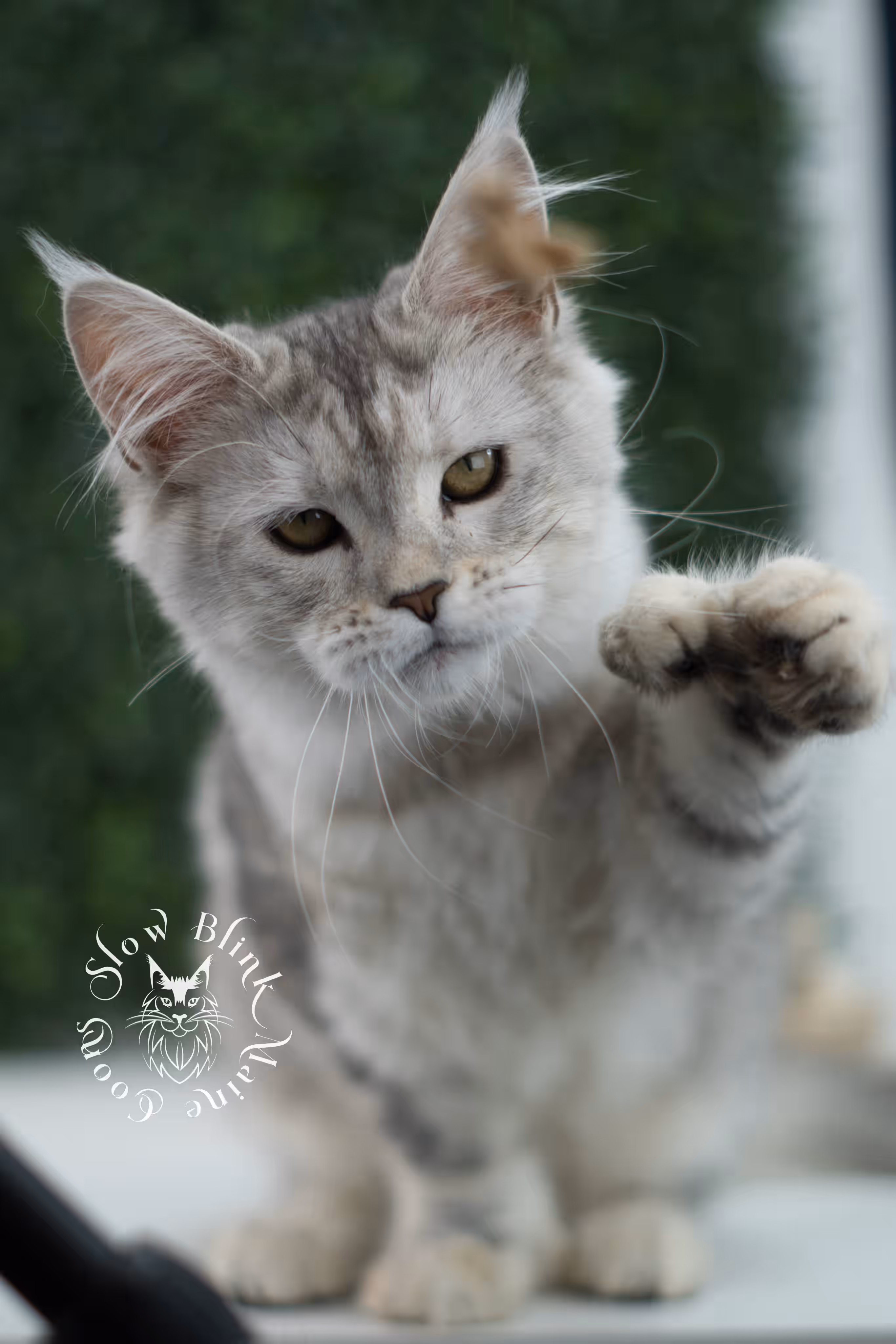 high silver torbie maine coon kitten ems code mcp fs age 10 weeks old poly SlowBlink Maine Coons Photo > high silver torbie maine coon kitten ems code mcp fs age 10 weeks old poly