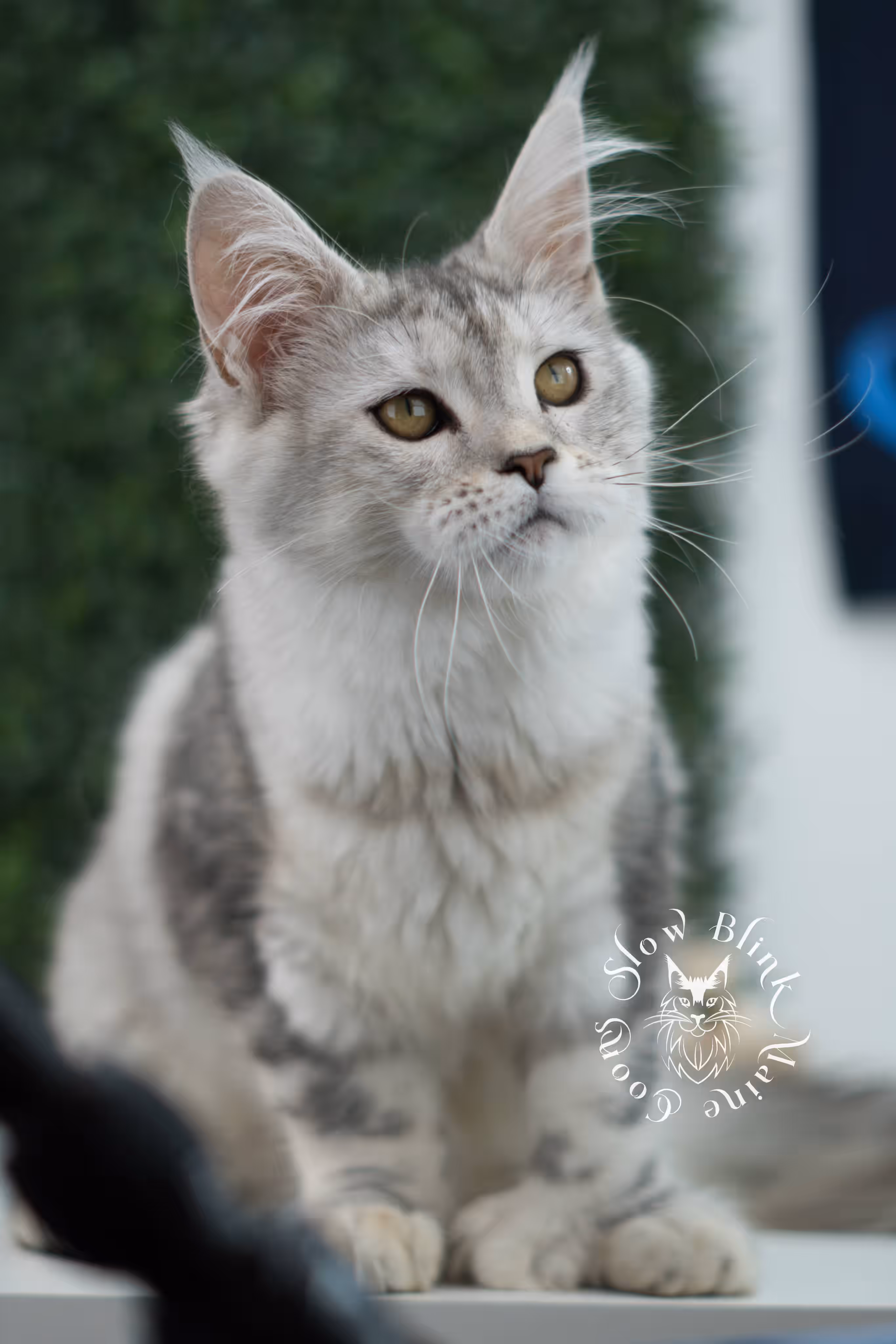 high silver torbie maine coon kitten ems code mcp fs age 10 weeks old poly SlowBlink Maine Coons Photo > high silver torbie maine coon kitten ems code mcp fs age 10 weeks old poly