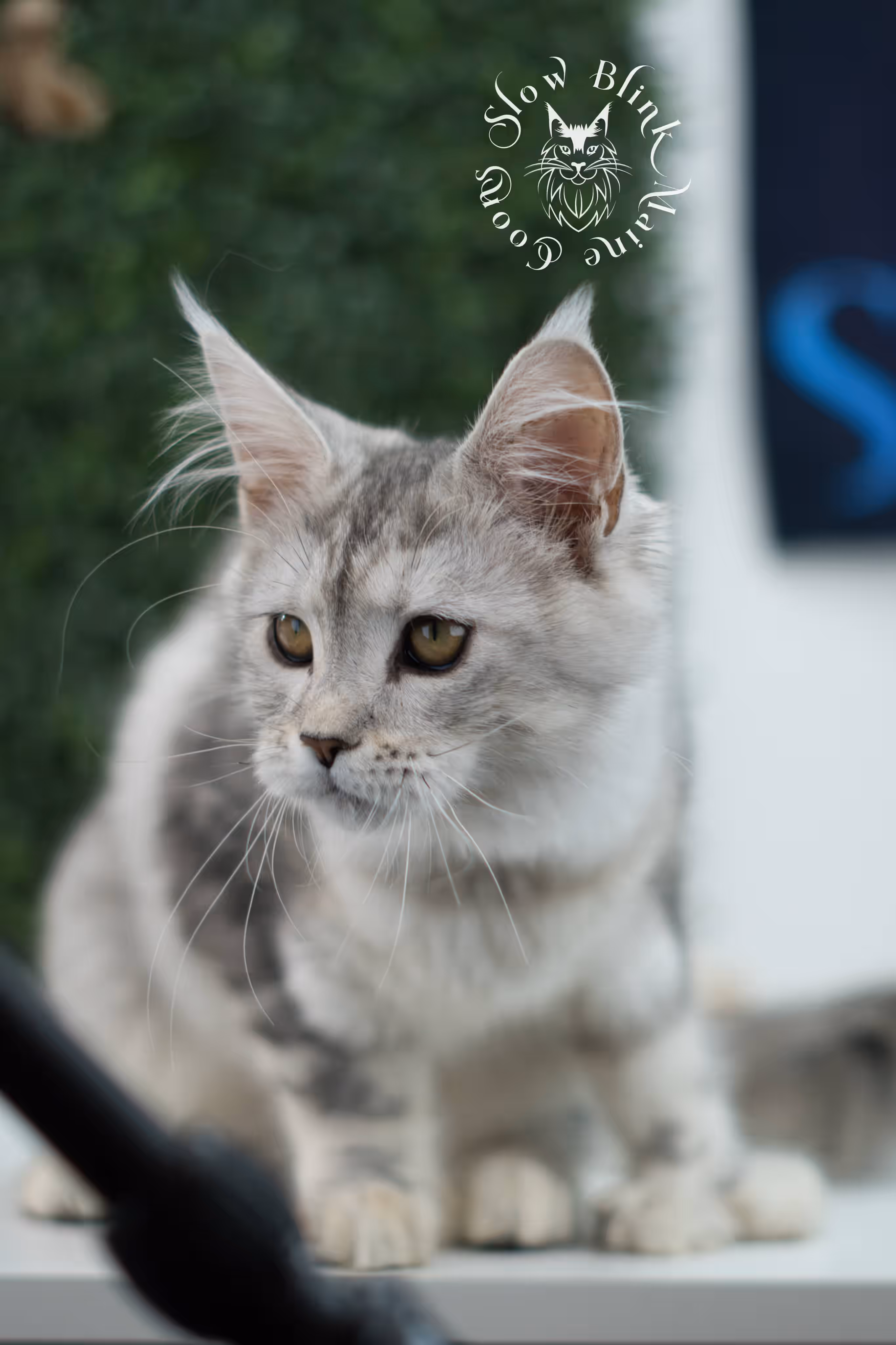 high silver torbie maine coon kitten ems code mcp fs age 10 weeks old poly SlowBlink Maine Coons Photo > high silver torbie maine coon kitten ems code mcp fs age 10 weeks old poly