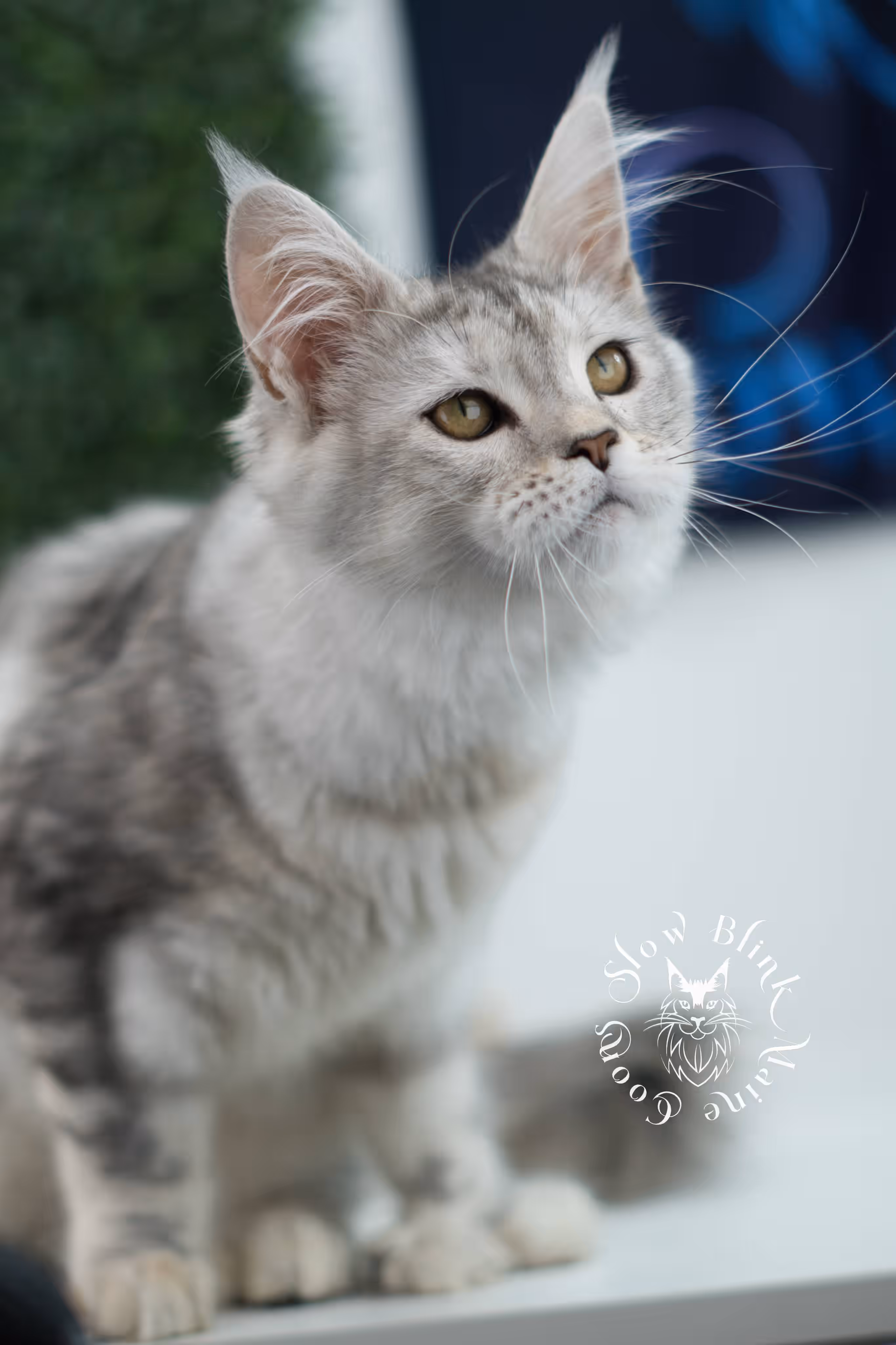 high silver torbie maine coon kitten ems code mcp fs age 10 weeks old poly SlowBlink Maine Coons Photo > high silver torbie maine coon kitten ems code mcp fs age 10 weeks old poly