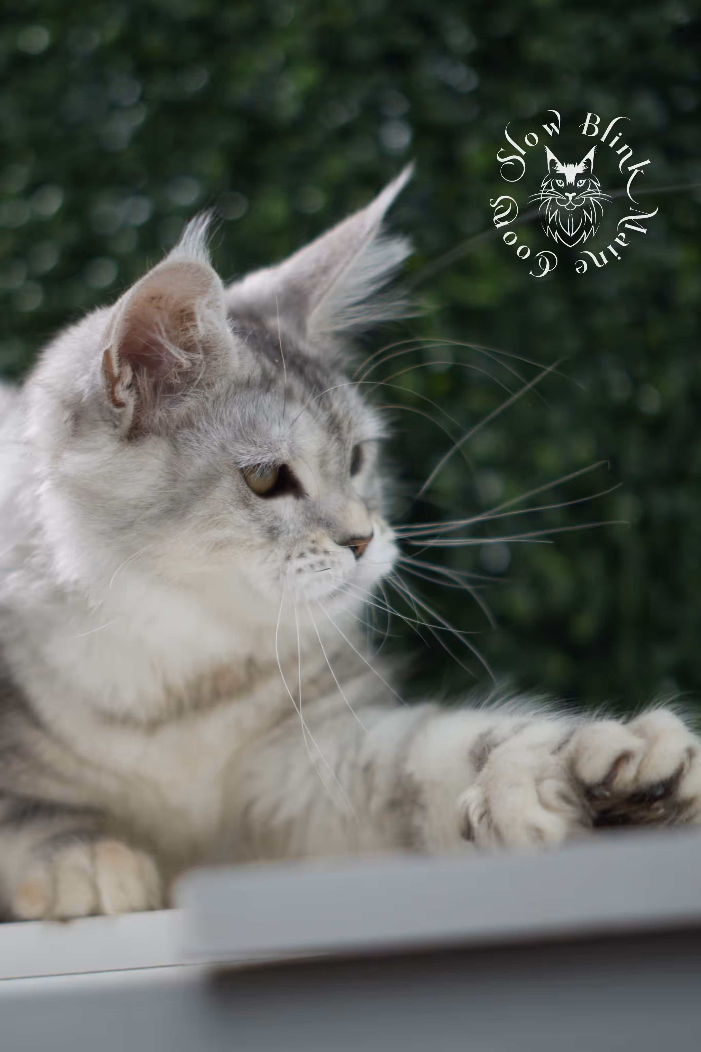 high silver torbie maine coon kitten ems code mcp fs age 10 weeks old poly SlowBlink Maine Coons Photo > high silver torbie maine coon kitten ems code mcp fs age 10 weeks old poly