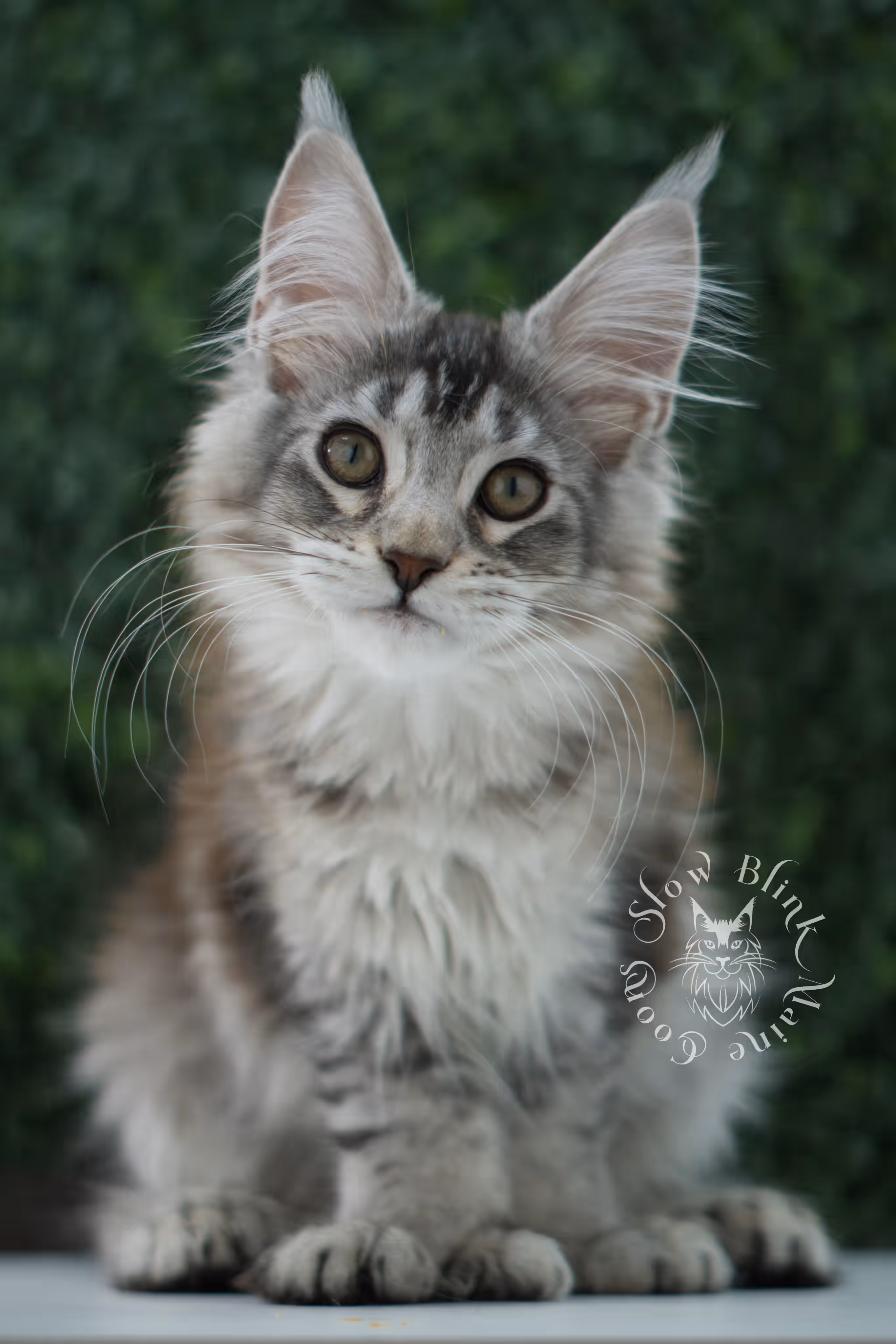high silver torbie maine coon kitten ems code mcp fs age 12 weeks old poly SlowBlink Maine Coons Photo > high silver torbie maine coon kitten ems code mcp fs age 12 weeks old poly