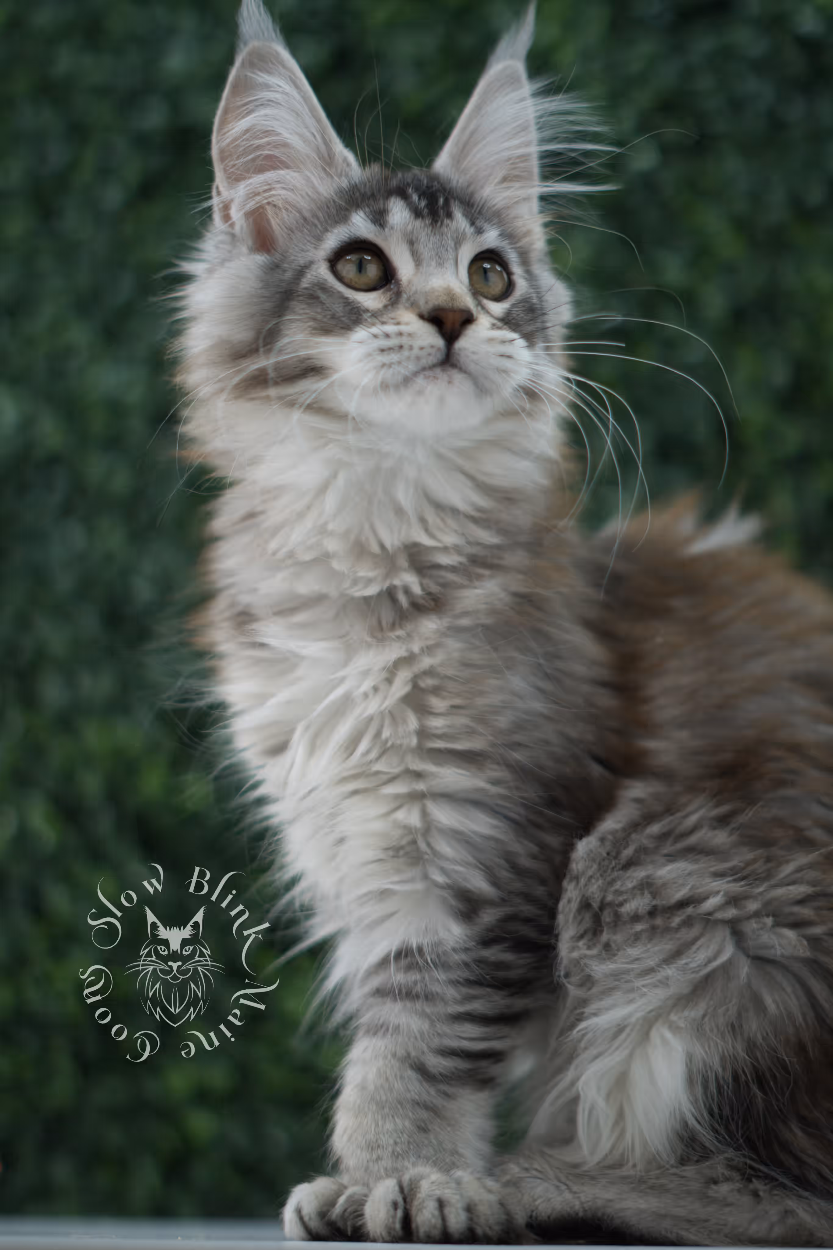 high silver torbie maine coon kitten ems code mcp fs age 12 weeks old poly SlowBlink Maine Coons Photo > high silver torbie maine coon kitten ems code mcp fs age 12 weeks old poly