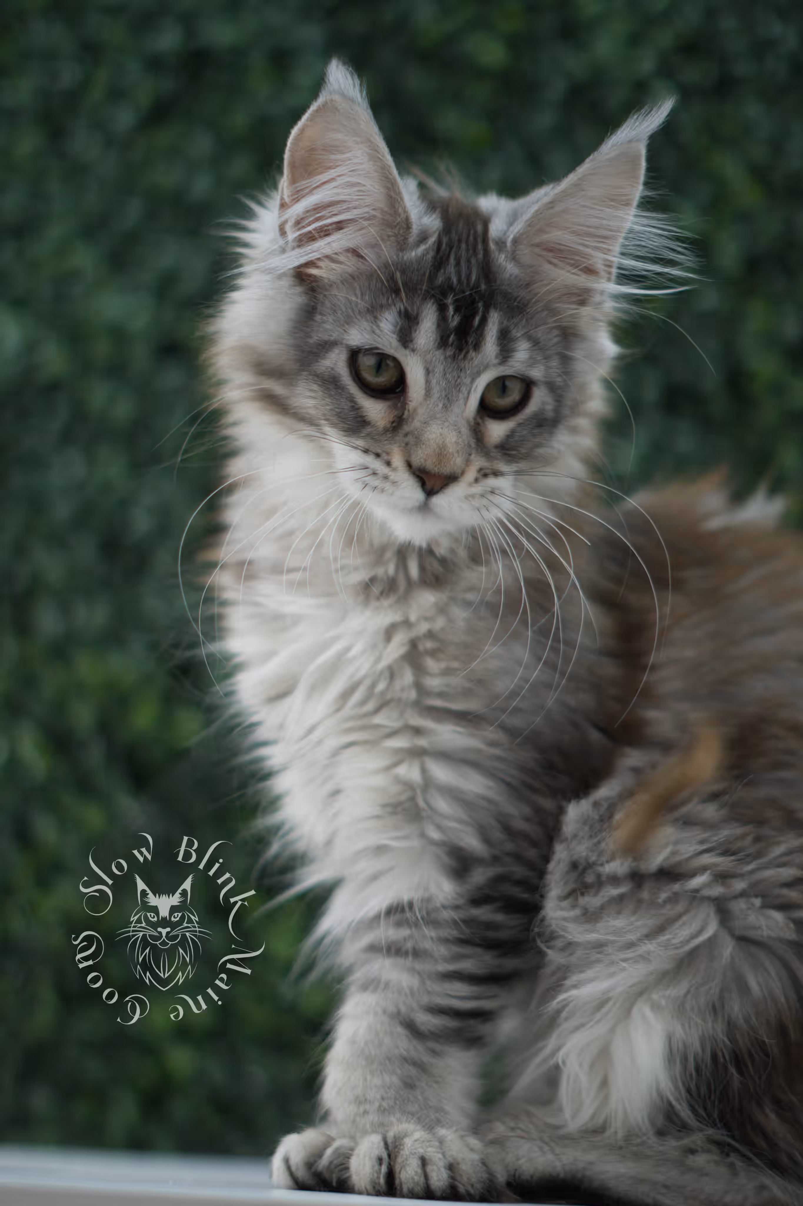high silver torbie maine coon kitten ems code mcp fs age 12 weeks old poly SlowBlink Maine Coons Photo > high silver torbie maine coon kitten ems code mcp fs age 12 weeks old poly