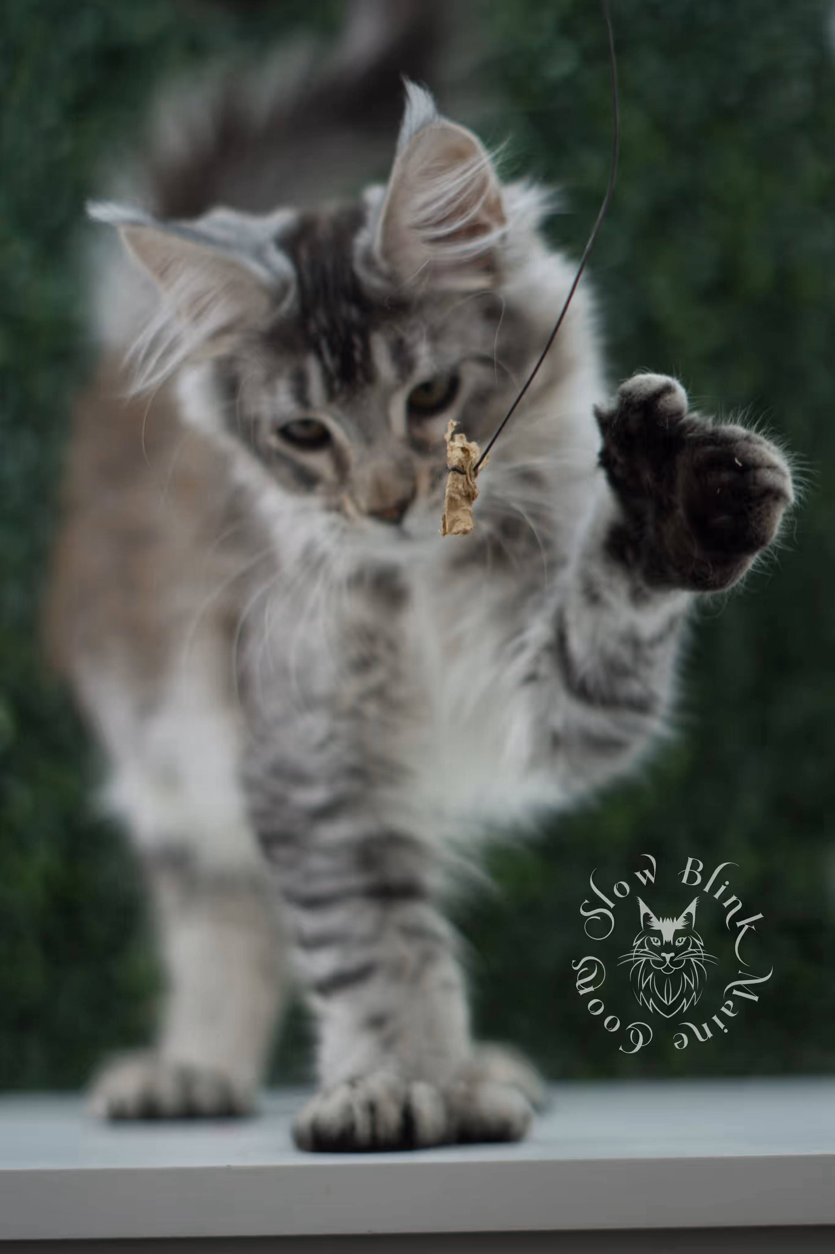 high silver torbie maine coon kitten ems code mcp fs age 12 weeks old poly SlowBlink Maine Coons Photo > high silver torbie maine coon kitten ems code mcp fs age 12 weeks old poly