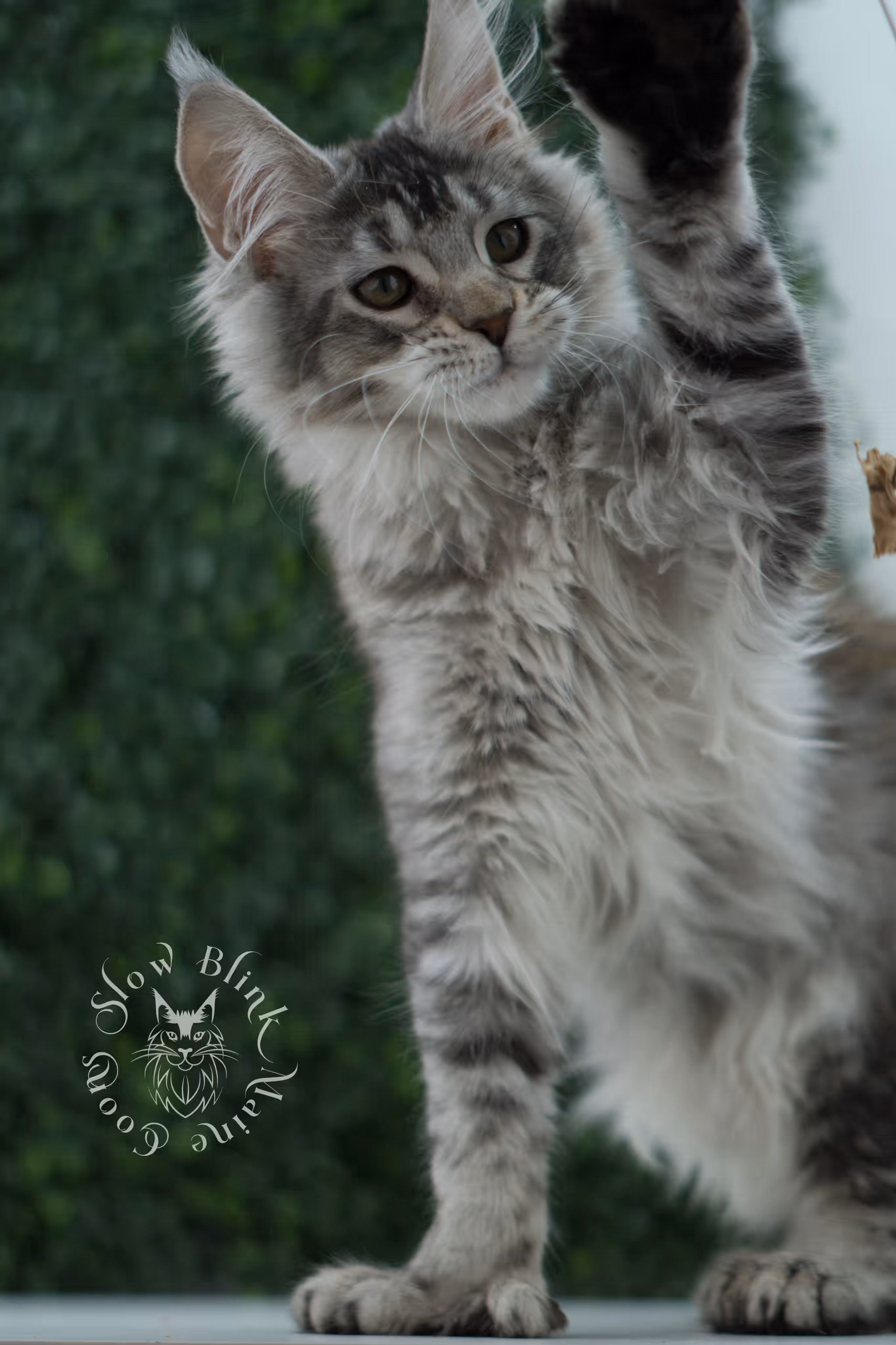 high silver torbie maine coon kitten ems code mcp fs age 12 weeks old poly SlowBlink Maine Coons Photo > high silver torbie maine coon kitten ems code mcp fs age 12 weeks old poly