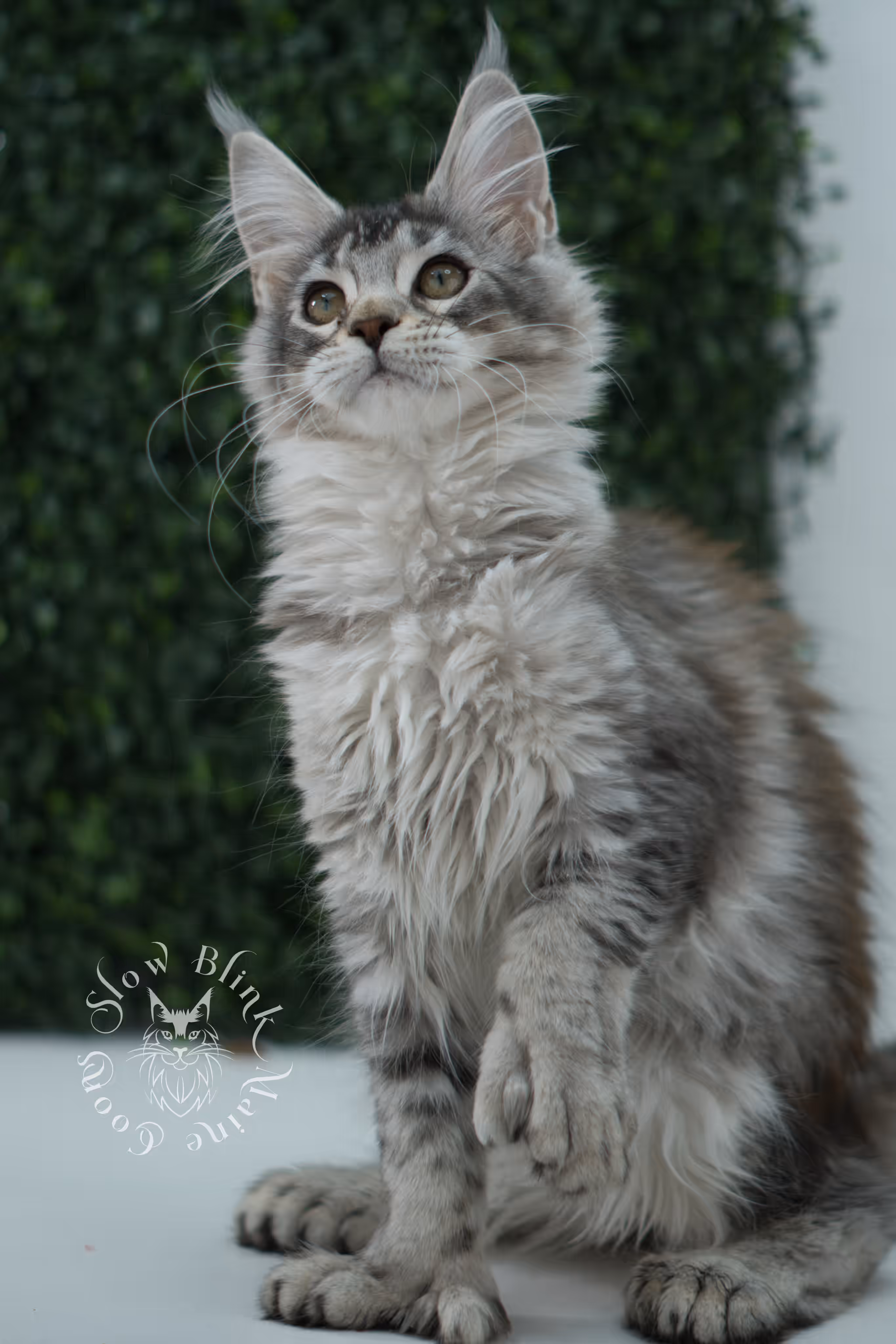 high silver torbie maine coon kitten ems code mcp fs age 12 weeks old poly SlowBlink Maine Coons Photo > high silver torbie maine coon kitten ems code mcp fs age 12 weeks old poly