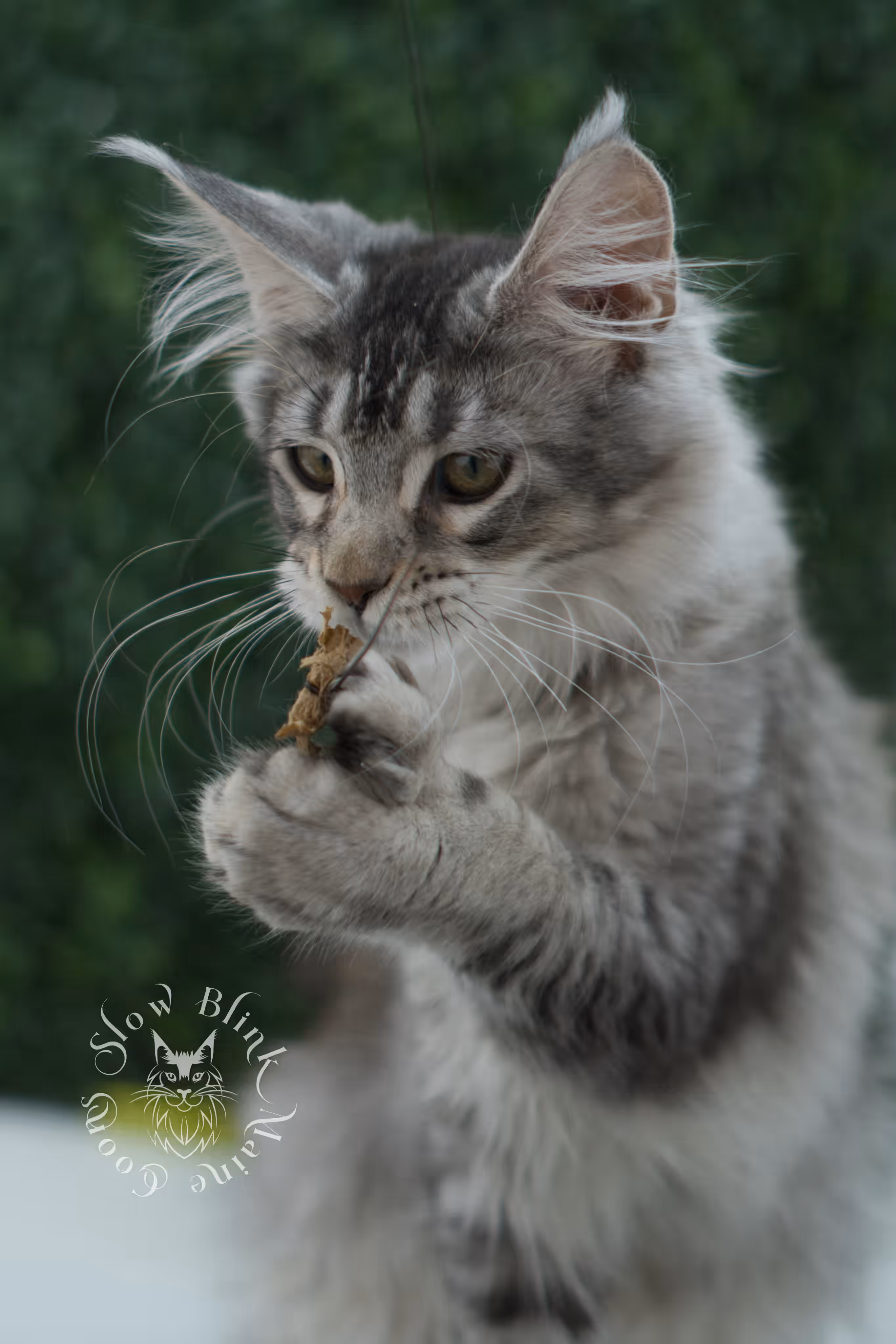 high silver torbie maine coon kitten ems code mcp fs age 12 weeks old poly SlowBlink Maine Coons Photo > high silver torbie maine coon kitten ems code mcp fs age 12 weeks old poly