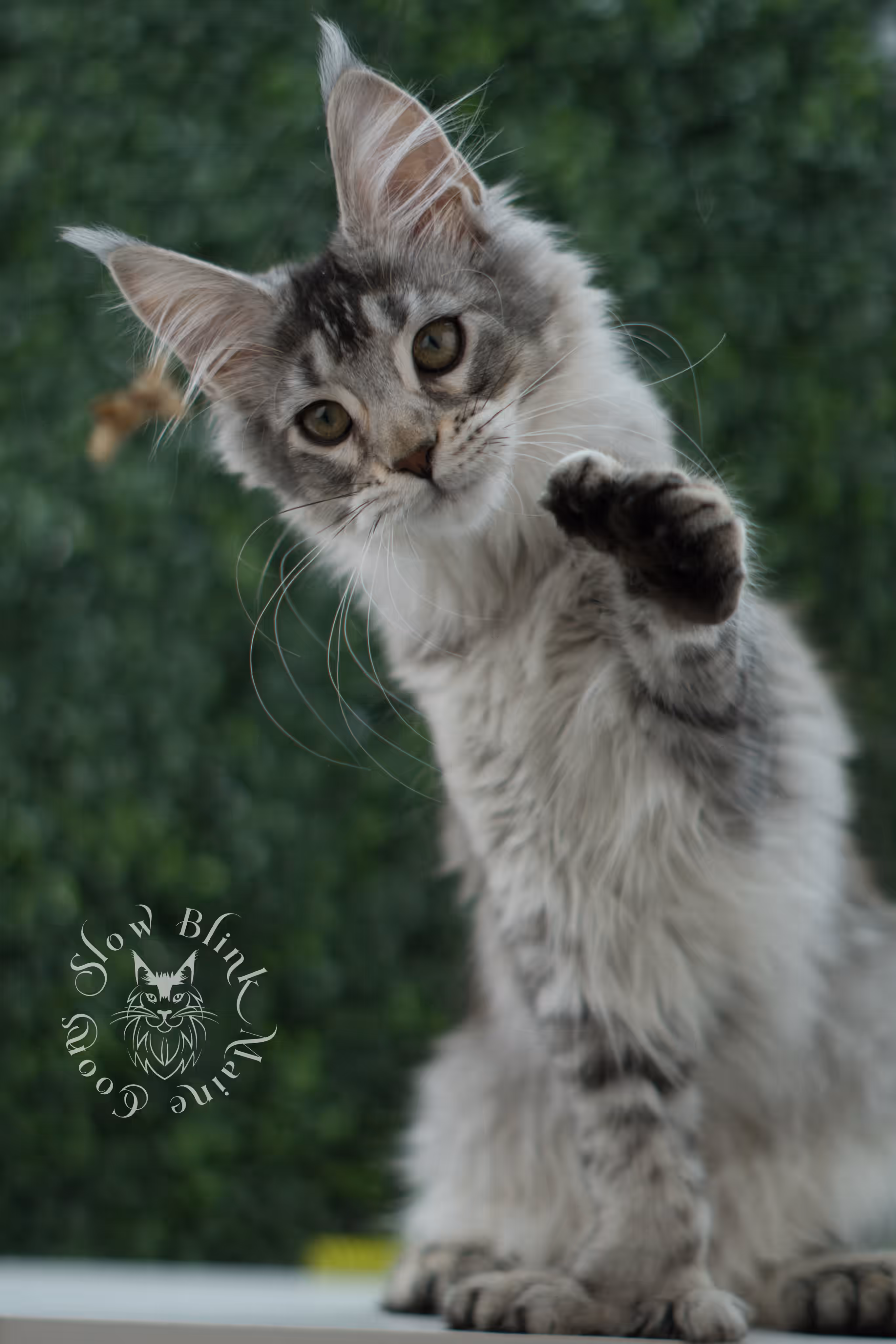 high silver torbie maine coon kitten ems code mcp fs age 12 weeks old poly SlowBlink Maine Coons Photo > high silver torbie maine coon kitten ems code mcp fs age 12 weeks old poly