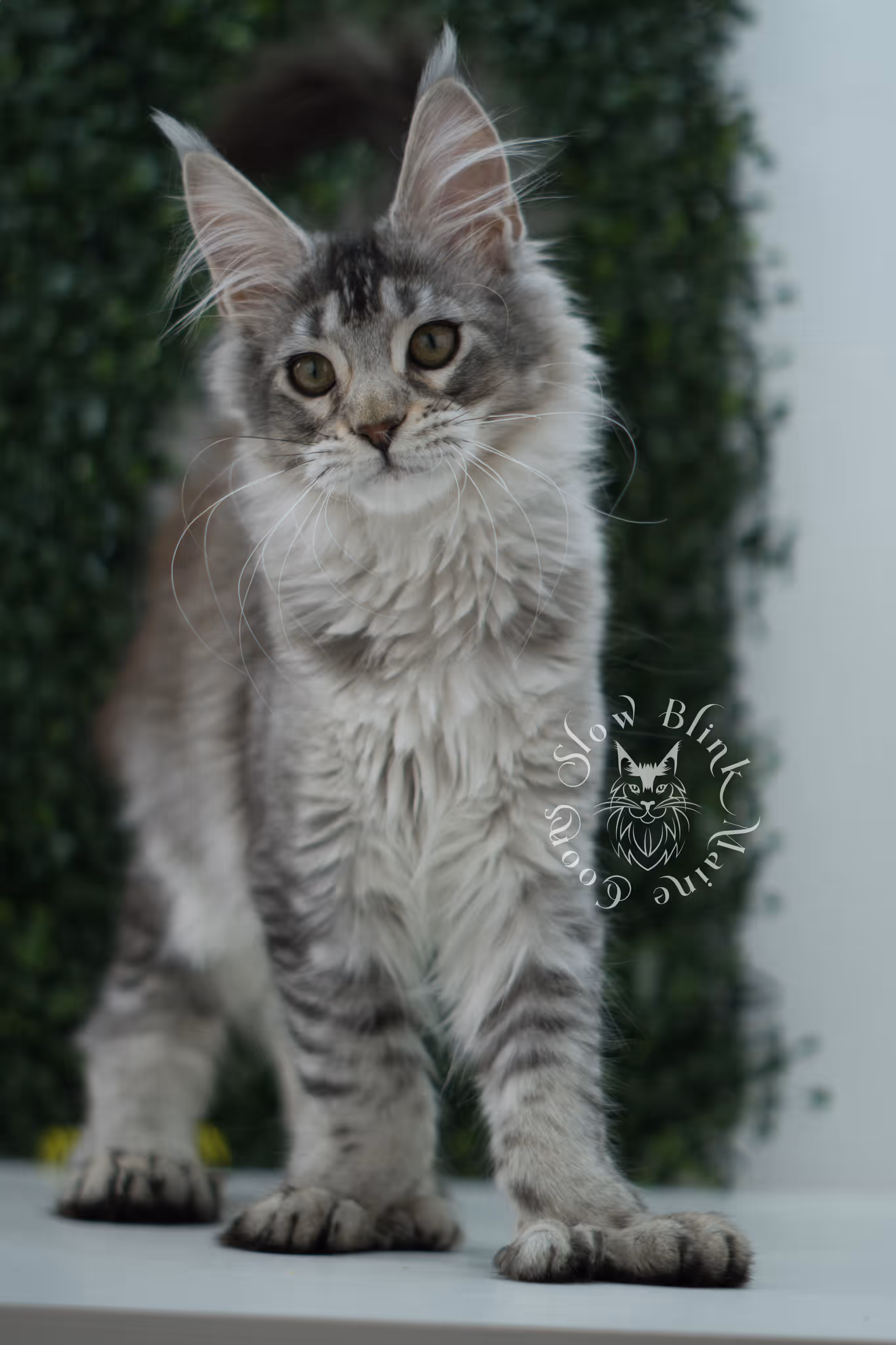 high silver torbie maine coon kitten ems code mcp fs age 12 weeks old poly SlowBlink Maine Coons Photo > high silver torbie maine coon kitten ems code mcp fs age 12 weeks old poly