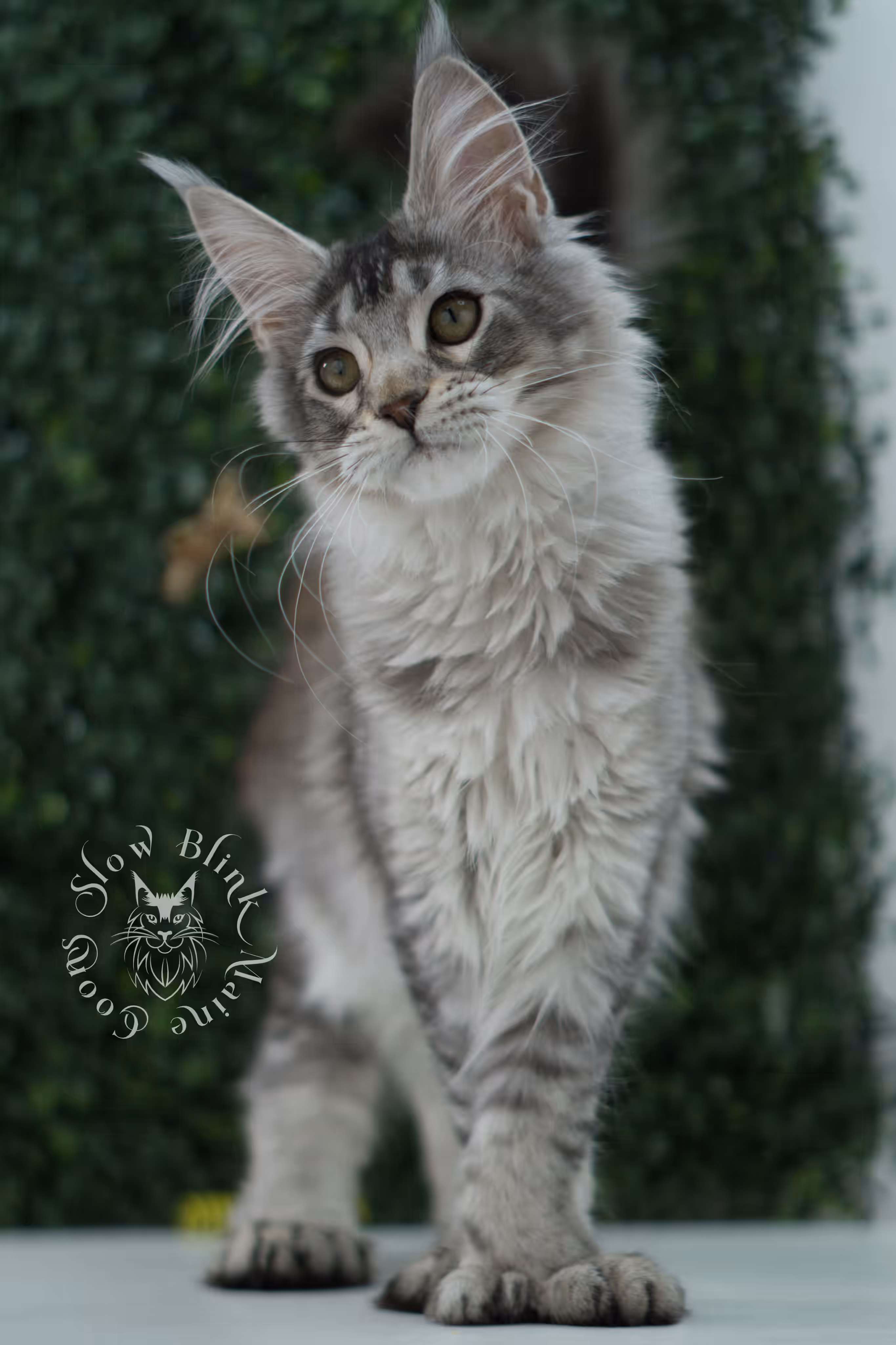 high silver torbie maine coon kitten ems code mcp fs age 12 weeks old poly SlowBlink Maine Coons Photo > high silver torbie maine coon kitten ems code mcp fs age 12 weeks old poly