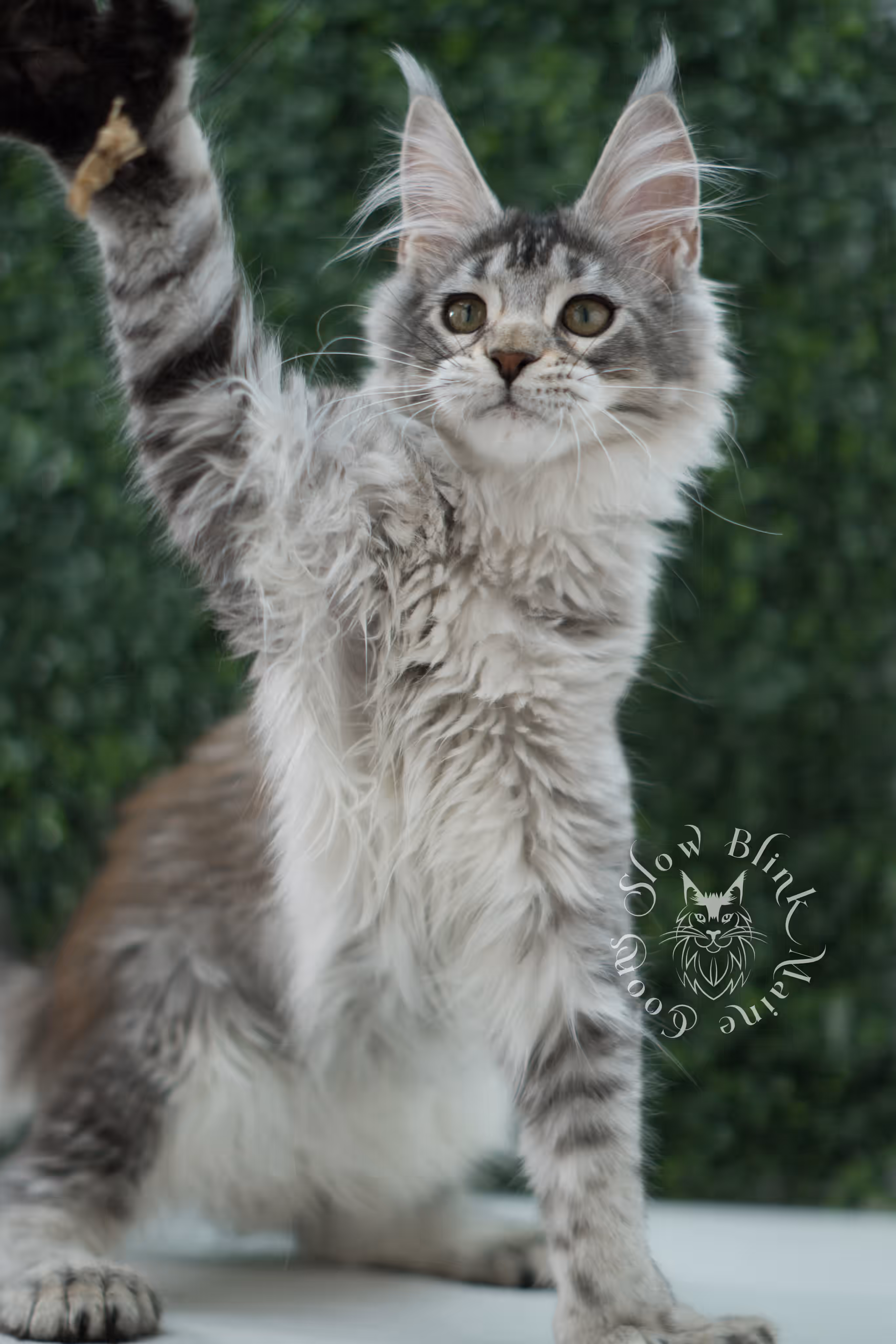 high silver torbie maine coon kitten ems code mcp fs age 12 weeks old poly SlowBlink Maine Coons Photo > high silver torbie maine coon kitten ems code mcp fs age 12 weeks old poly