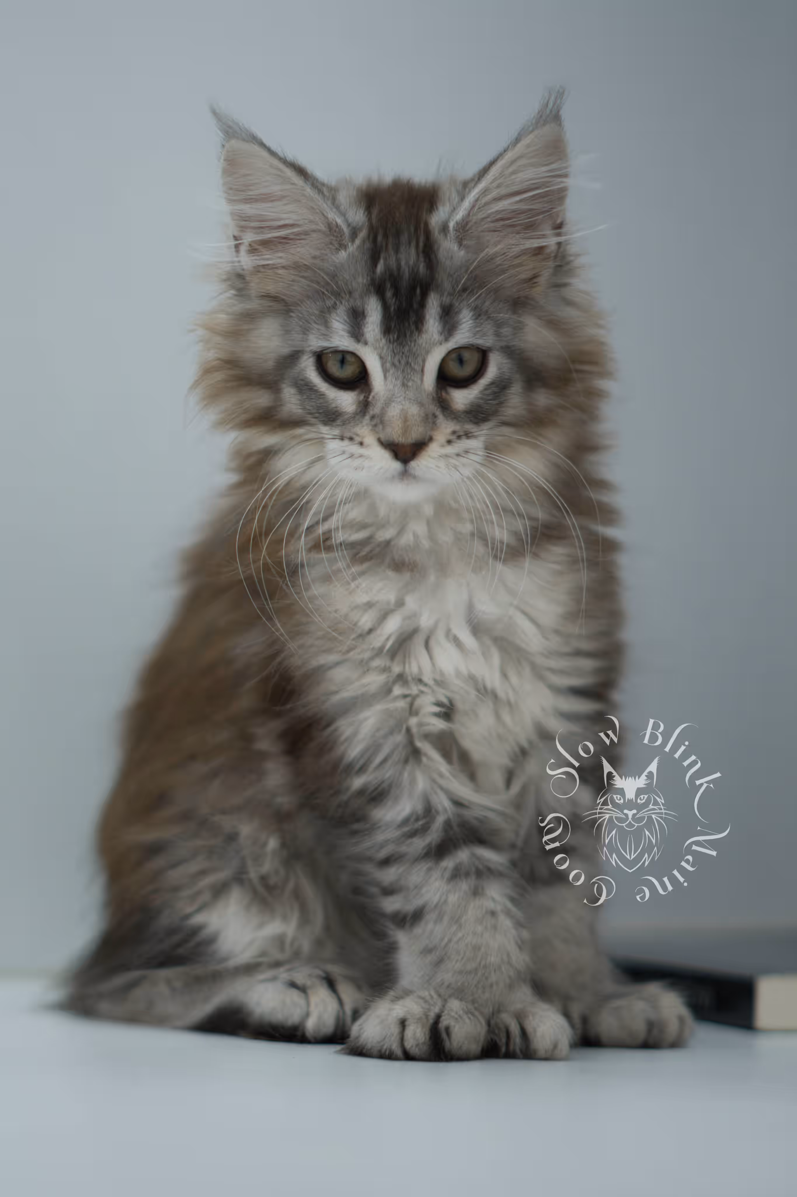 high silver torbie maine coon kitten ems code mcp fs age 6 weeks old poly SlowBlink Maine Coons Photo > high silver torbie maine coon kitten ems code mcp fs age 6 weeks old poly