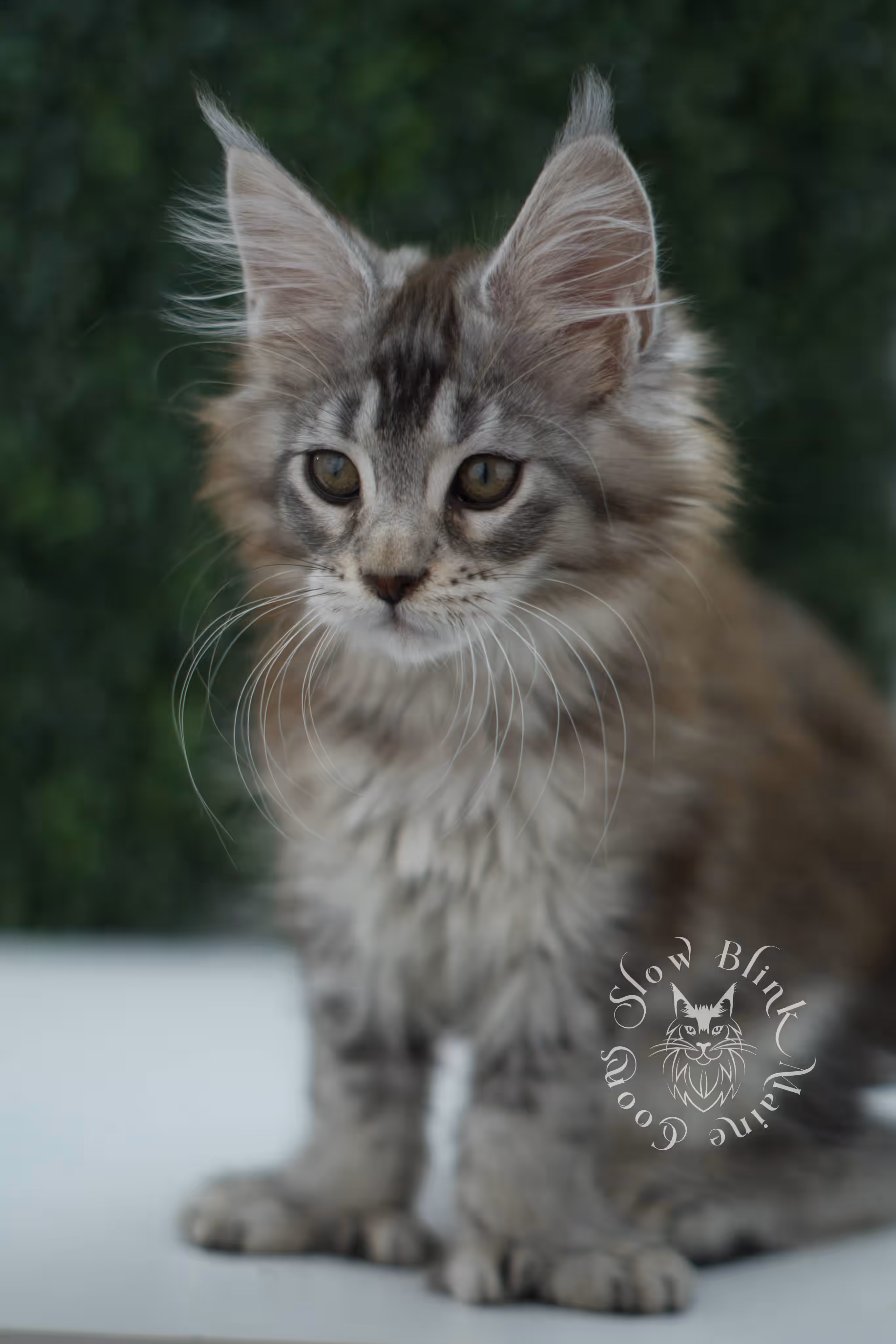 high silver torbie maine coon kitten ems code mcp fs age 6 weeks old poly SlowBlink Maine Coons Photo > high silver torbie maine coon kitten ems code mcp fs age 6 weeks old poly