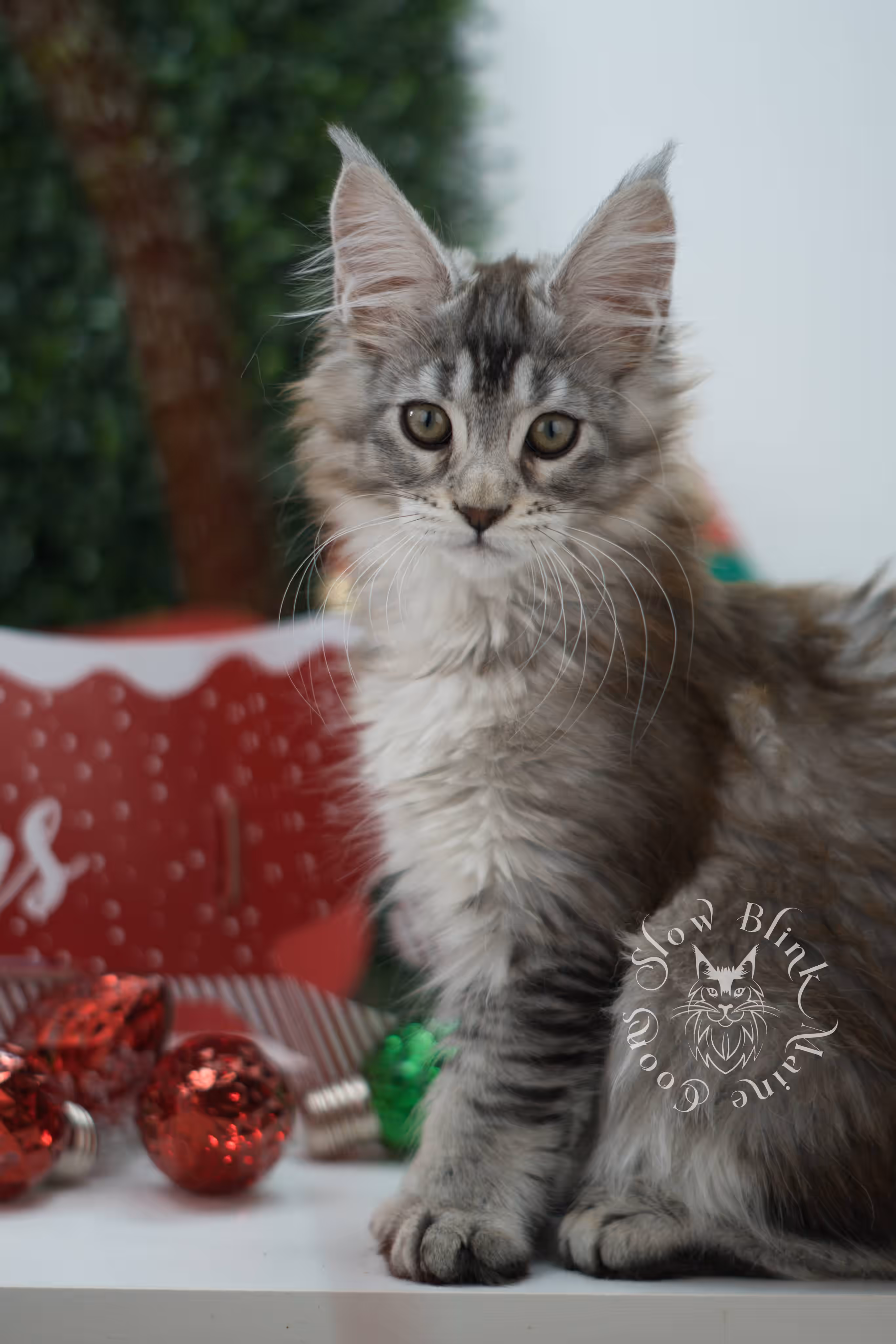 high silver torbie maine coon kitten ems code mcp fs age 6 weeks old poly SlowBlink Maine Coons Photo > high silver torbie maine coon kitten ems code mcp fs age 6 weeks old poly