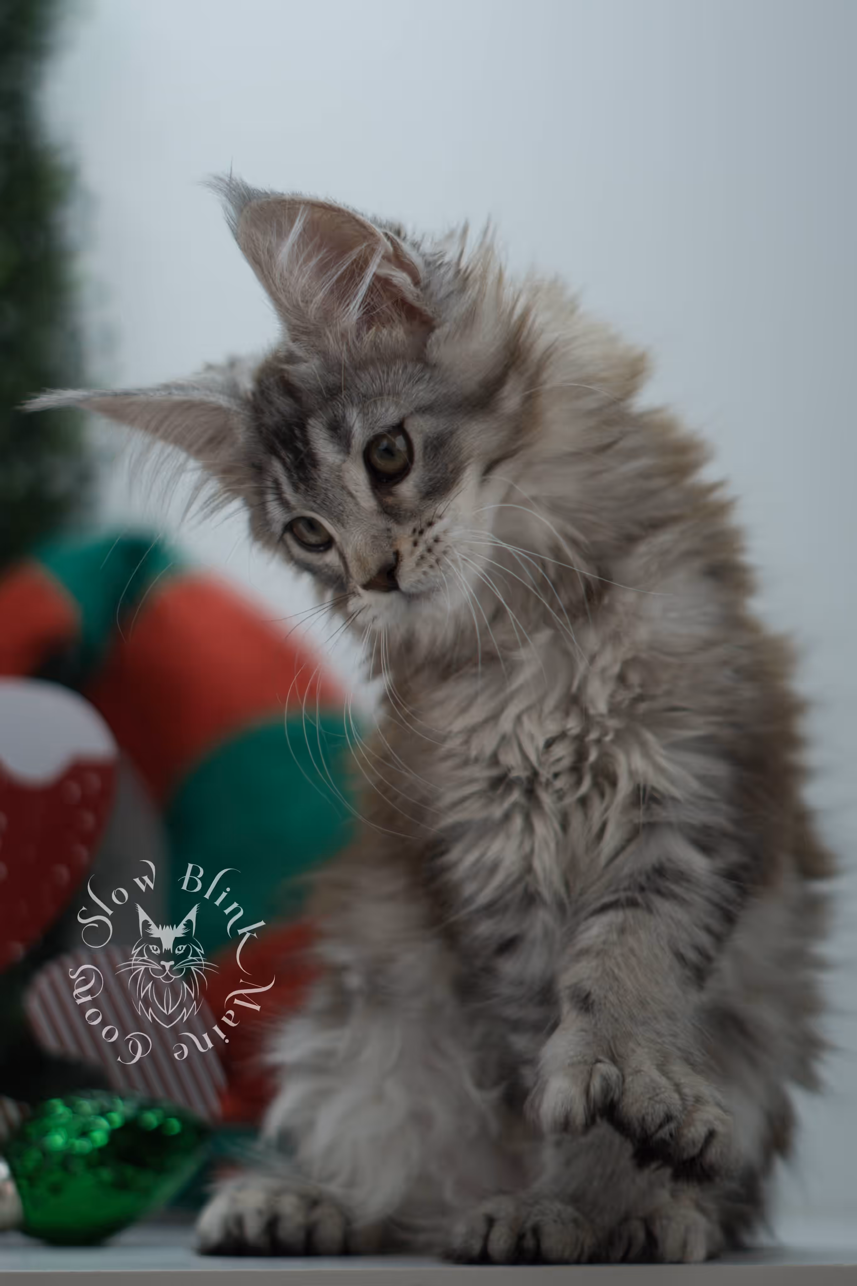 high silver torbie maine coon kitten ems code mcp fs age 6 weeks old poly SlowBlink Maine Coons Photo > high silver torbie maine coon kitten ems code mcp fs age 6 weeks old poly