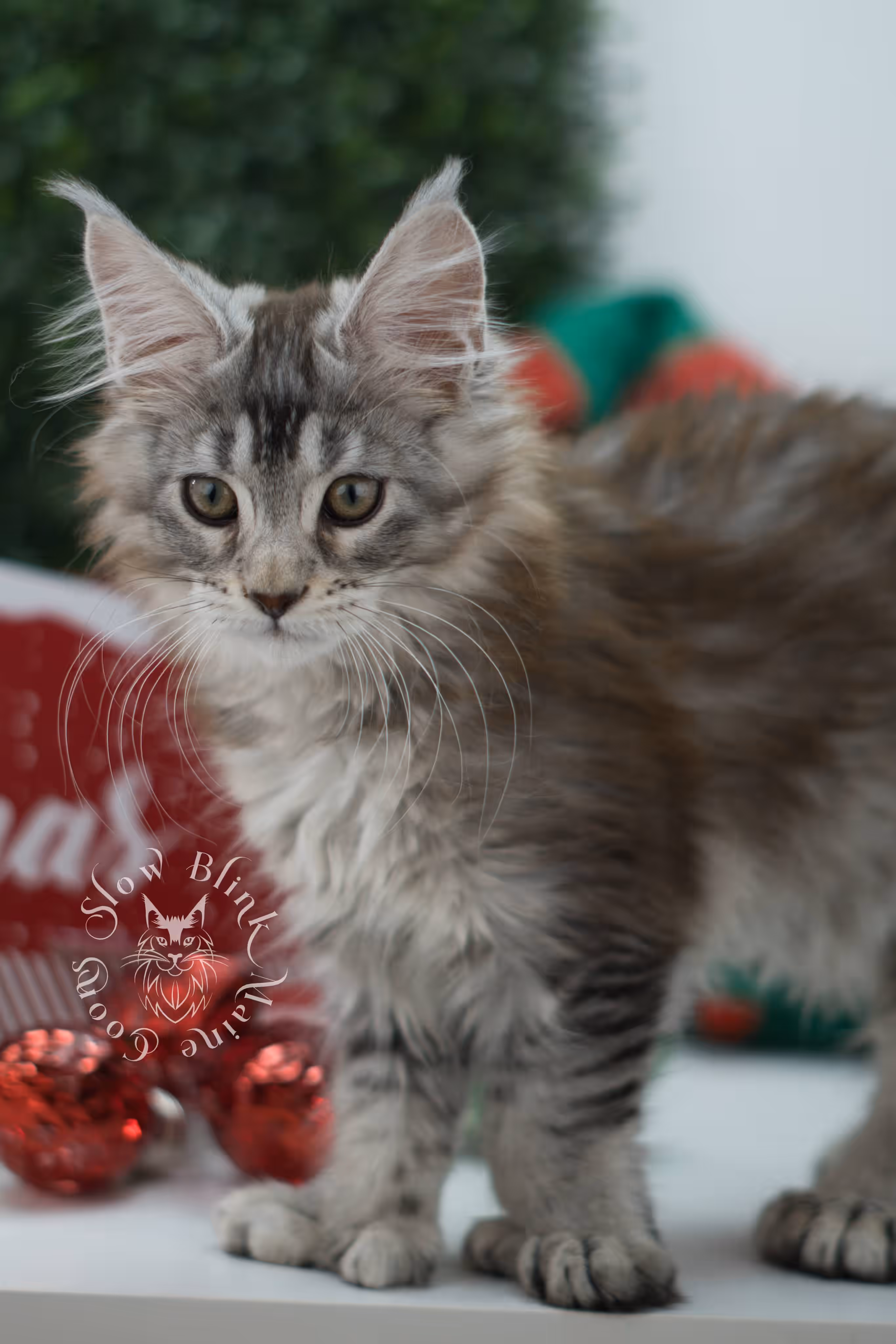 high silver torbie maine coon kitten ems code mcp fs age 6 weeks old poly SlowBlink Maine Coons Photo > high silver torbie maine coon kitten ems code mcp fs age 6 weeks old poly