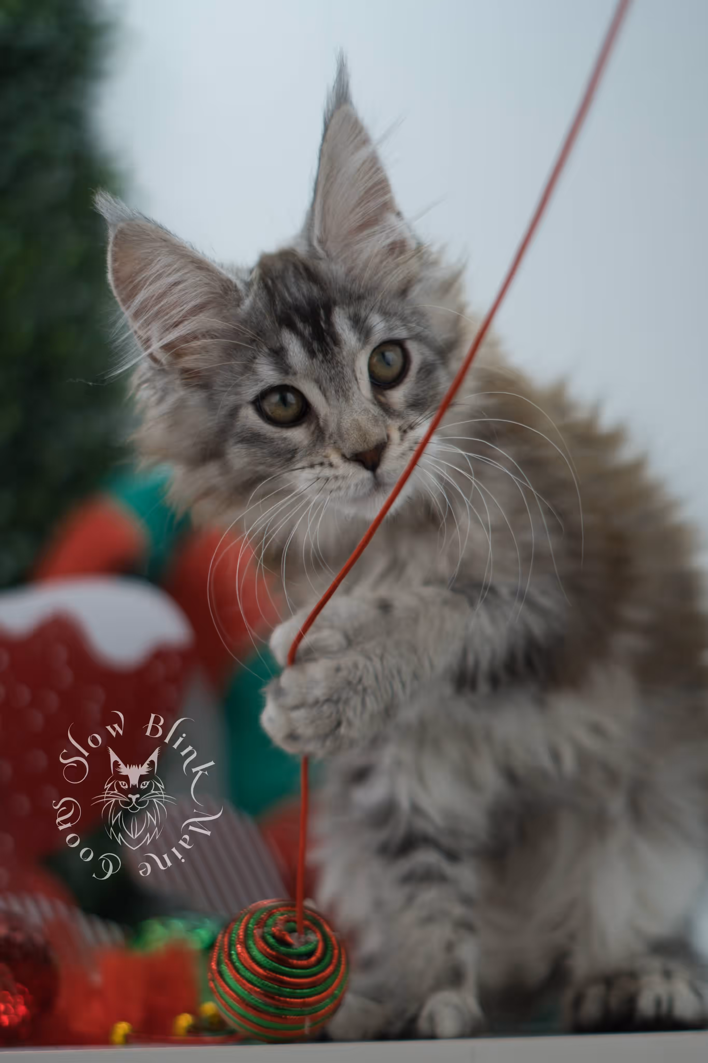 high silver torbie maine coon kitten ems code mcp fs age 6 weeks old poly SlowBlink Maine Coons Photo > high silver torbie maine coon kitten ems code mcp fs age 6 weeks old poly