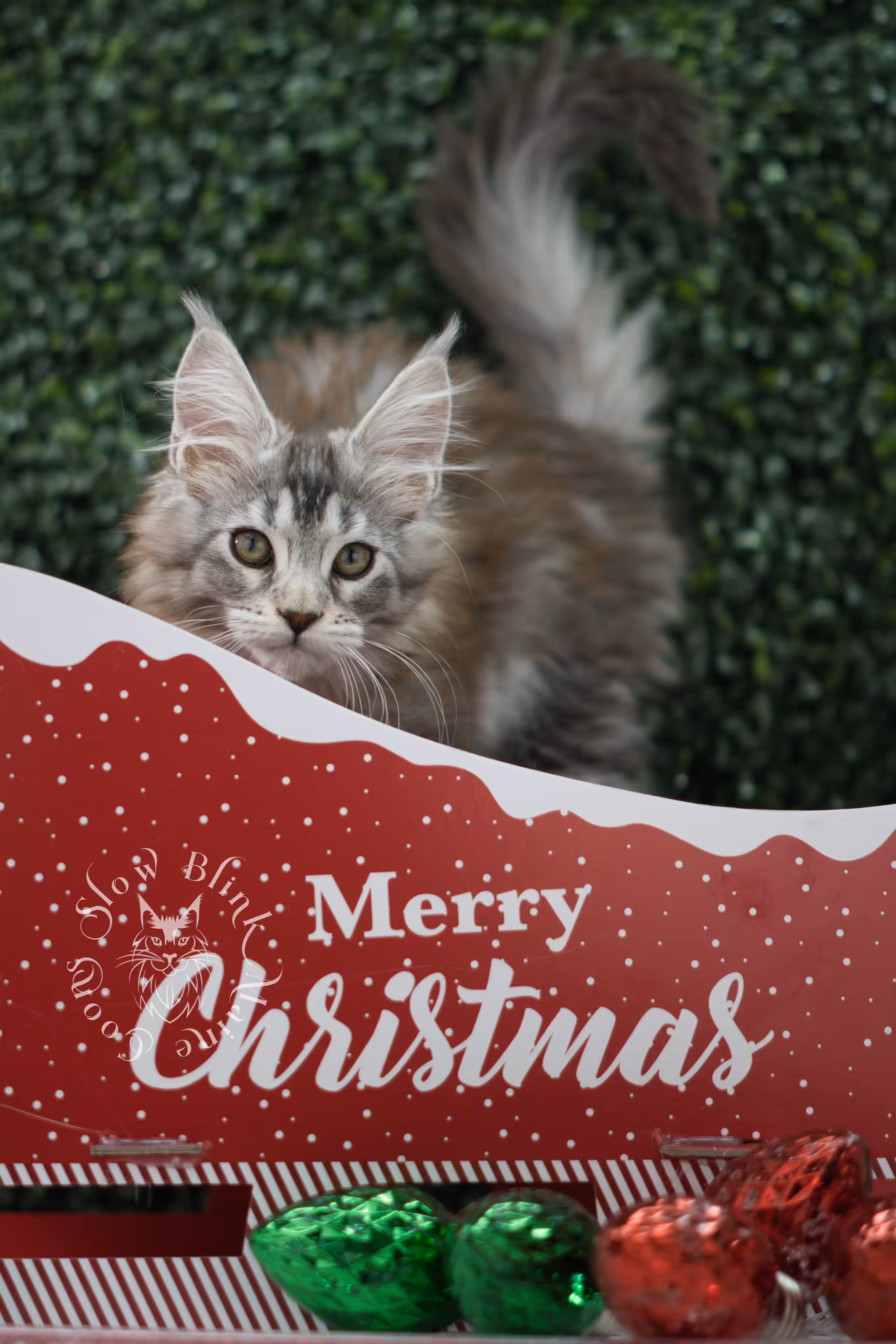 high silver torbie maine coon kitten ems code mcp fs age 6 weeks old poly SlowBlink Maine Coons Photo > high silver torbie maine coon kitten ems code mcp fs age 6 weeks old poly