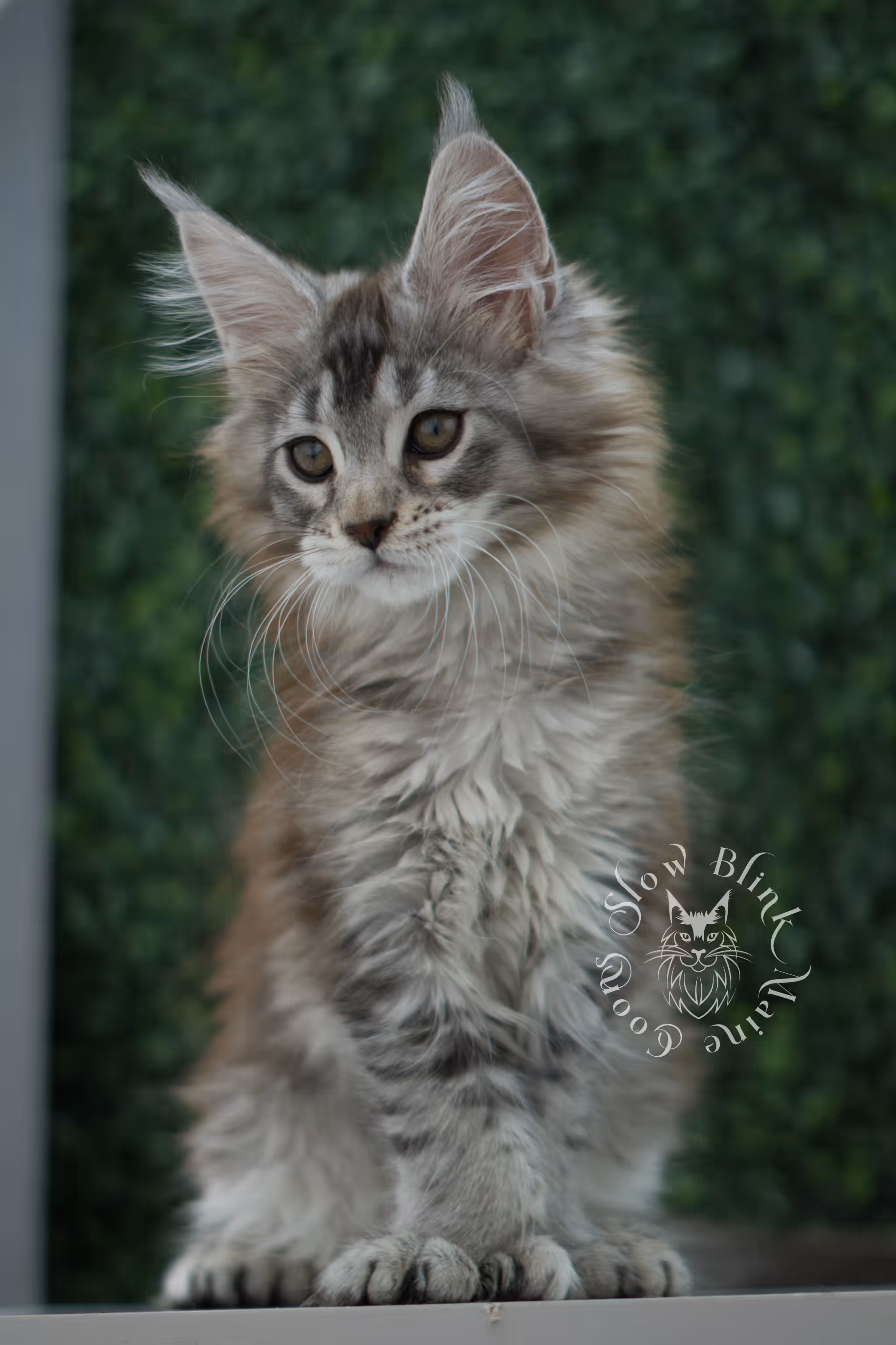 high silver torbie maine coon kitten ems code mcp fs age 6 weeks old poly SlowBlink Maine Coons Photo > high silver torbie maine coon kitten ems code mcp fs age 6 weeks old poly
