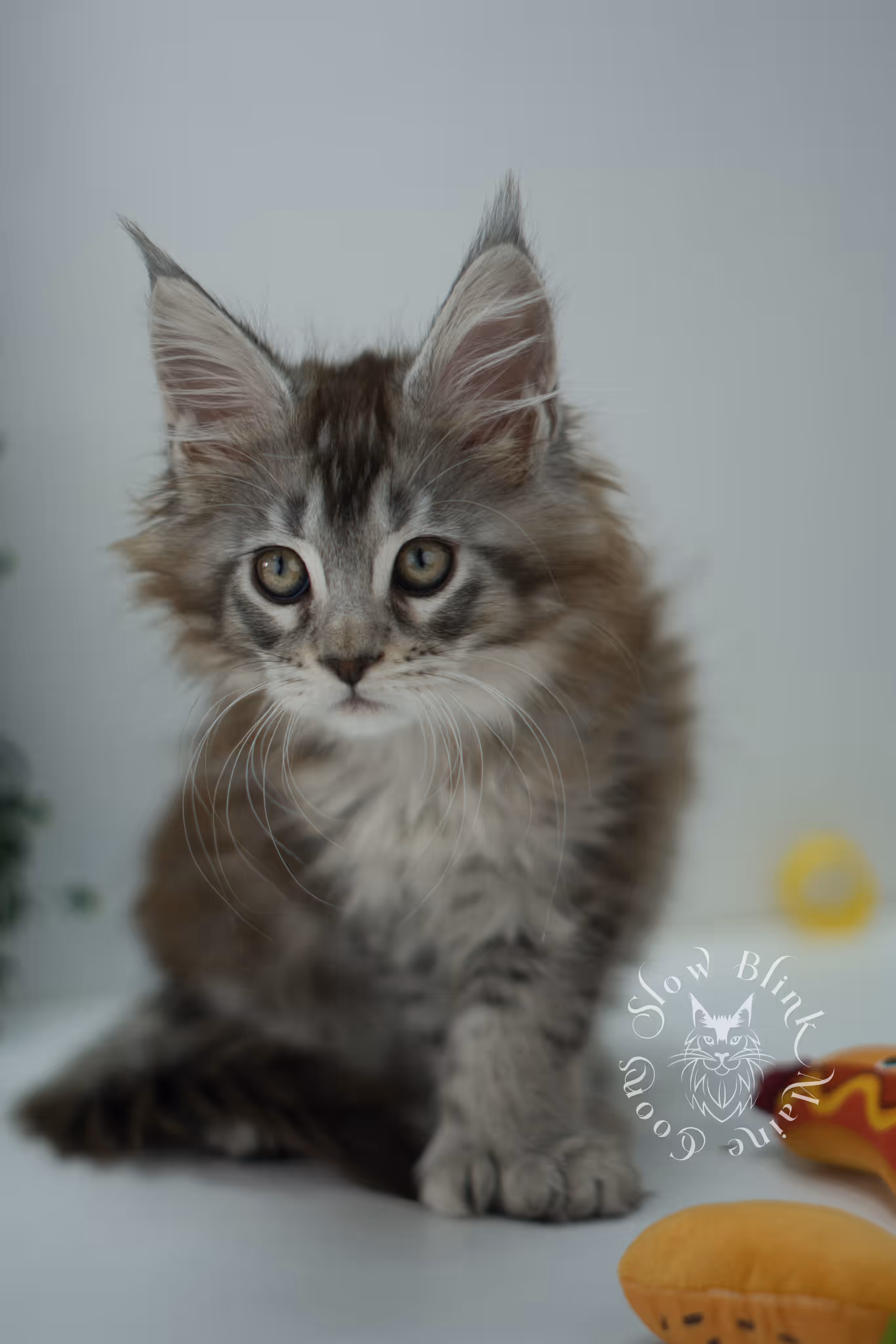 high silver torbie maine coon kitten ems code mcp fs age 6 weeks old poly SlowBlink Maine Coons Photo > high silver torbie maine coon kitten ems code mcp fs age 6 weeks old poly
