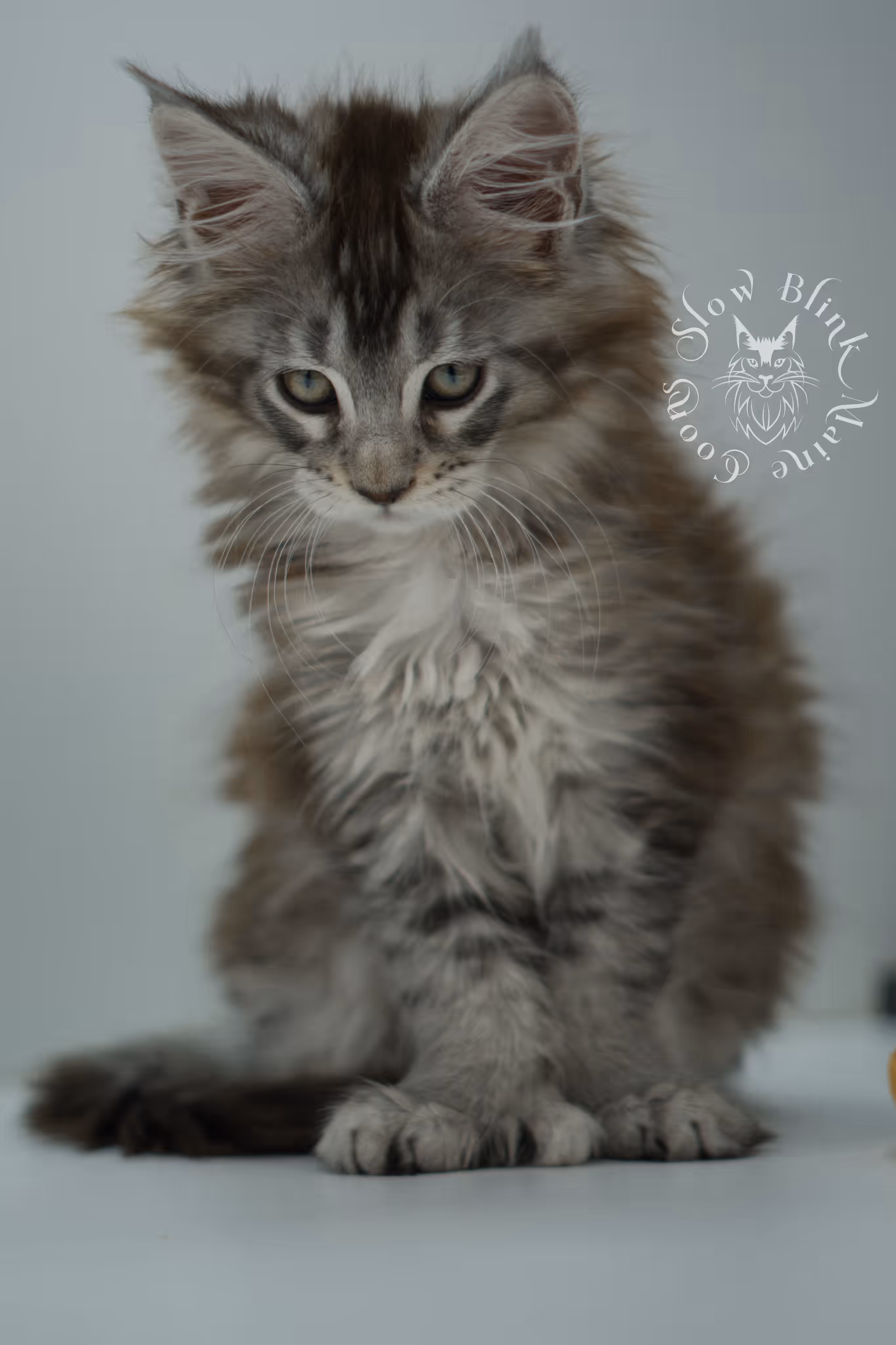 high silver torbie maine coon kitten ems code mcp fs age 6 weeks old poly SlowBlink Maine Coons Photo > high silver torbie maine coon kitten ems code mcp fs age 6 weeks old poly