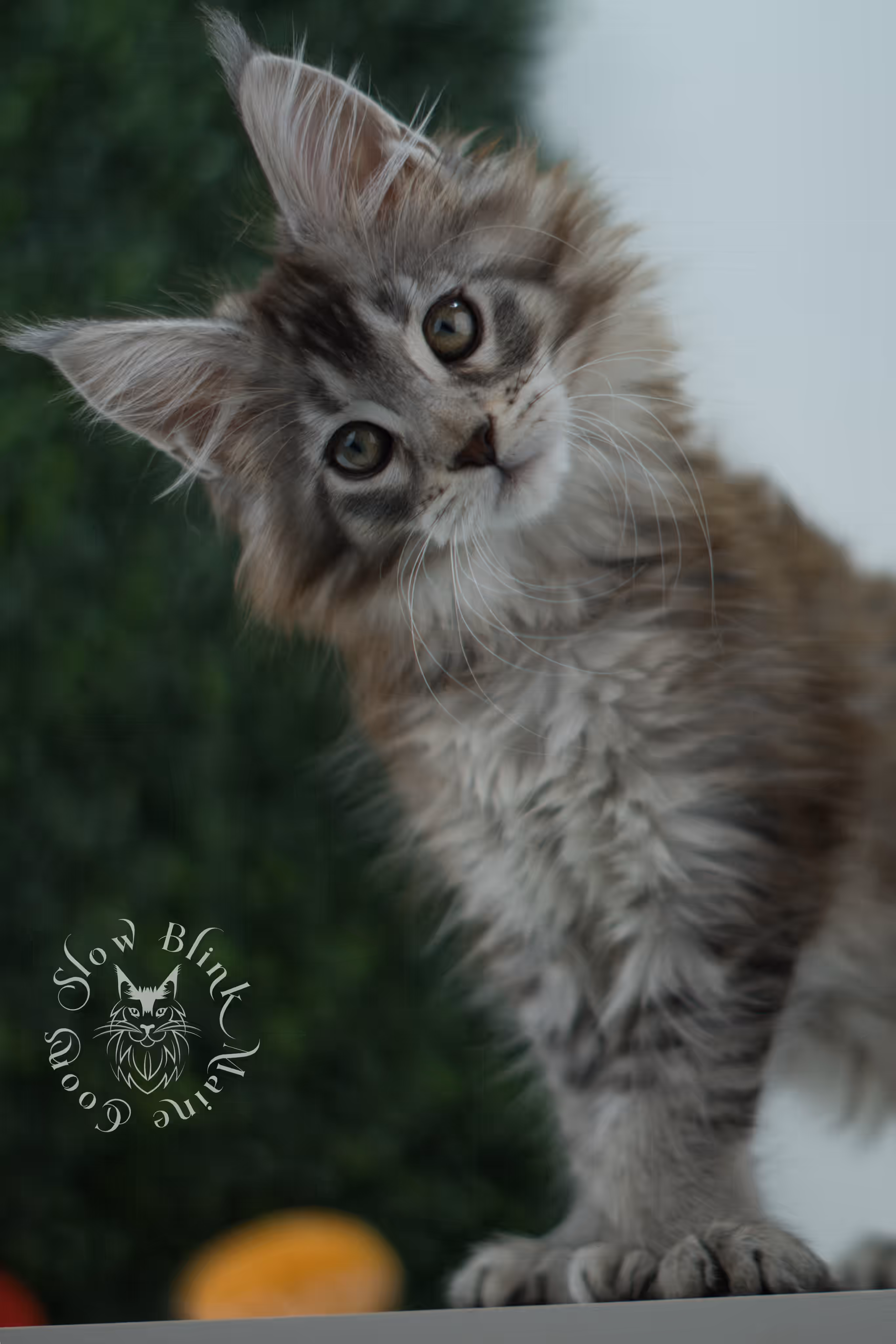 high silver torbie maine coon kitten ems code mcp fs age 9 weeks old poly SlowBlink Maine Coons Photo > high silver torbie maine coon kitten ems code mcp fs age 9 weeks old poly
