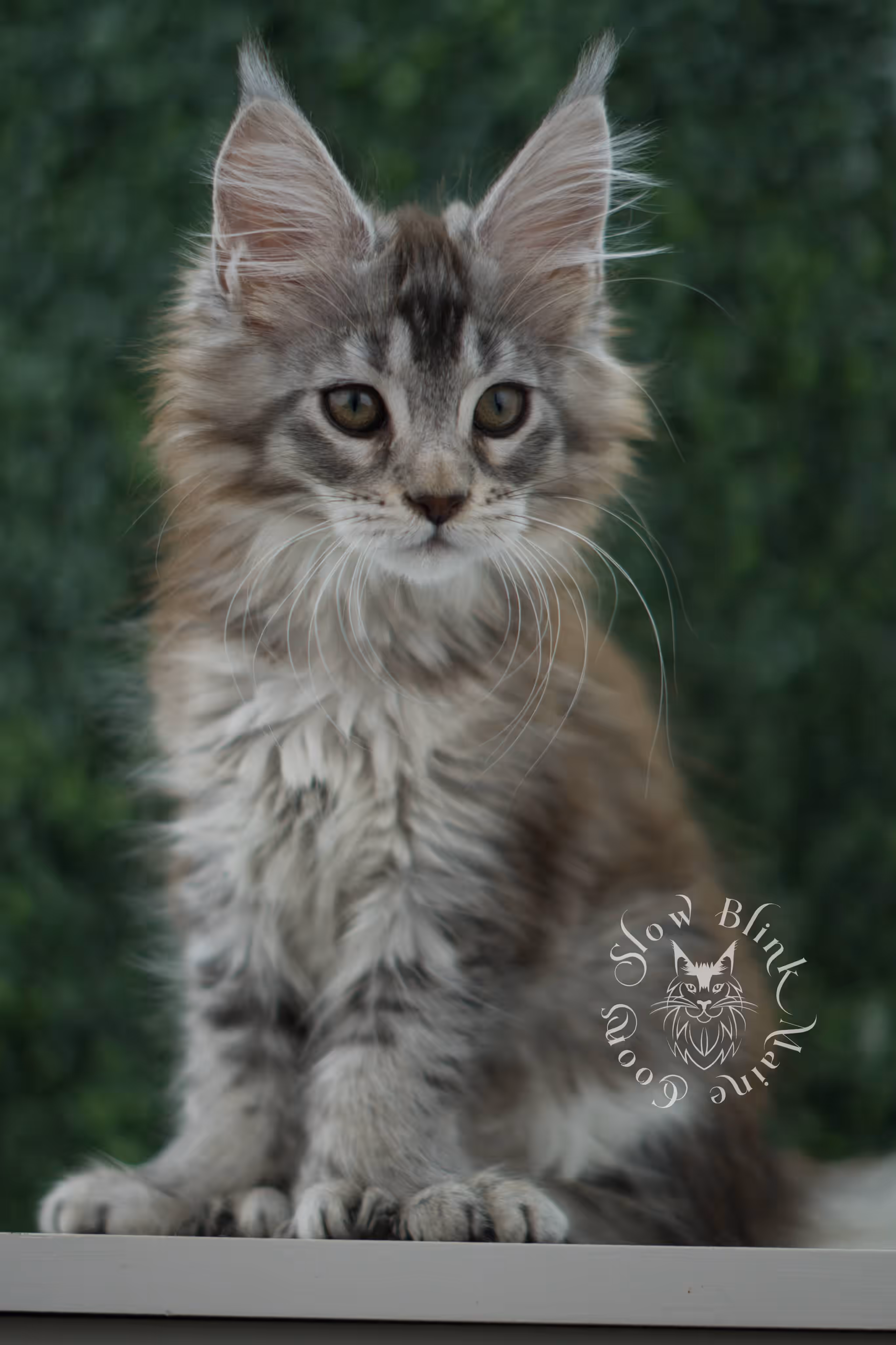 high silver torbie maine coon kitten ems code mcp fs age 9 weeks old poly SlowBlink Maine Coons Photo > high silver torbie maine coon kitten ems code mcp fs age 9 weeks old poly