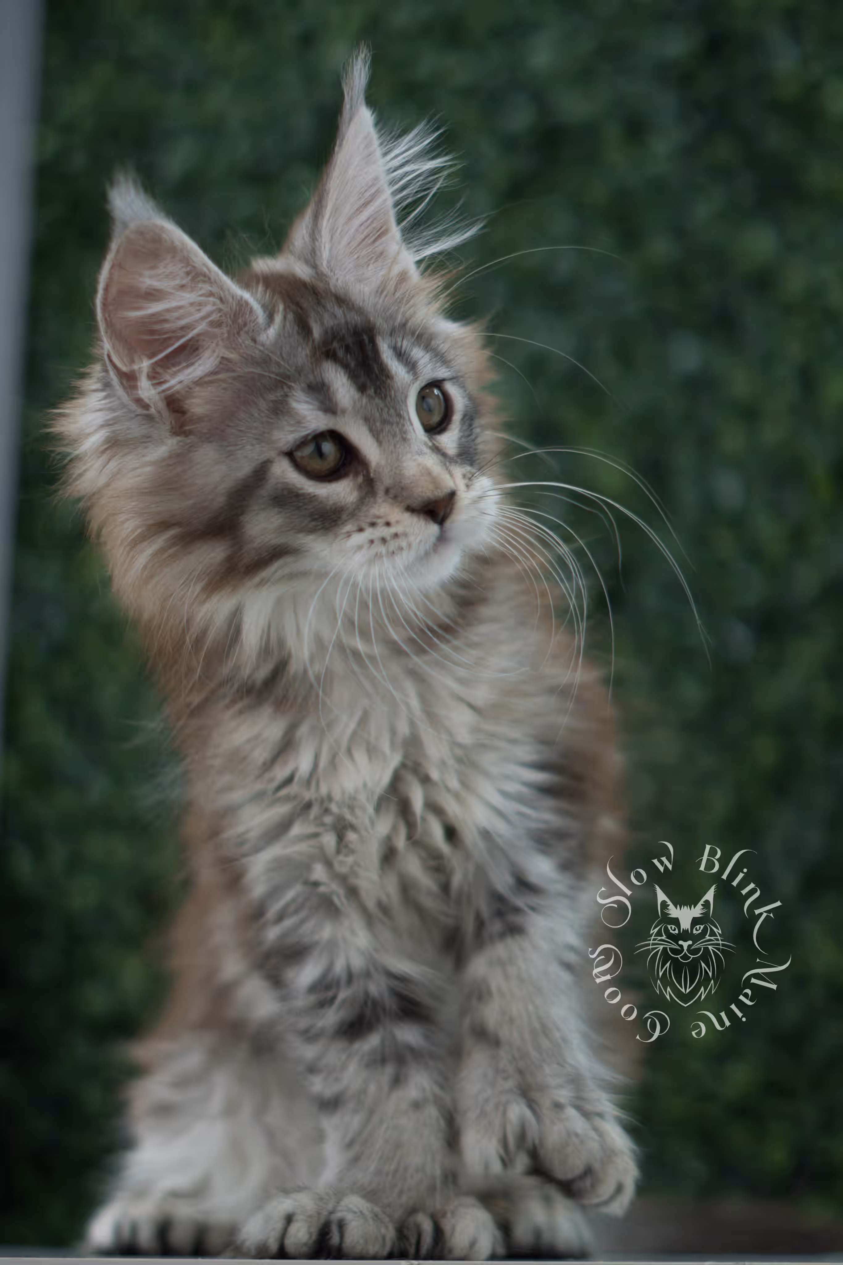 high silver torbie maine coon kitten ems code mcp fs age 9 weeks old poly SlowBlink Maine Coons Photo > high silver torbie maine coon kitten ems code mcp fs age 9 weeks old poly