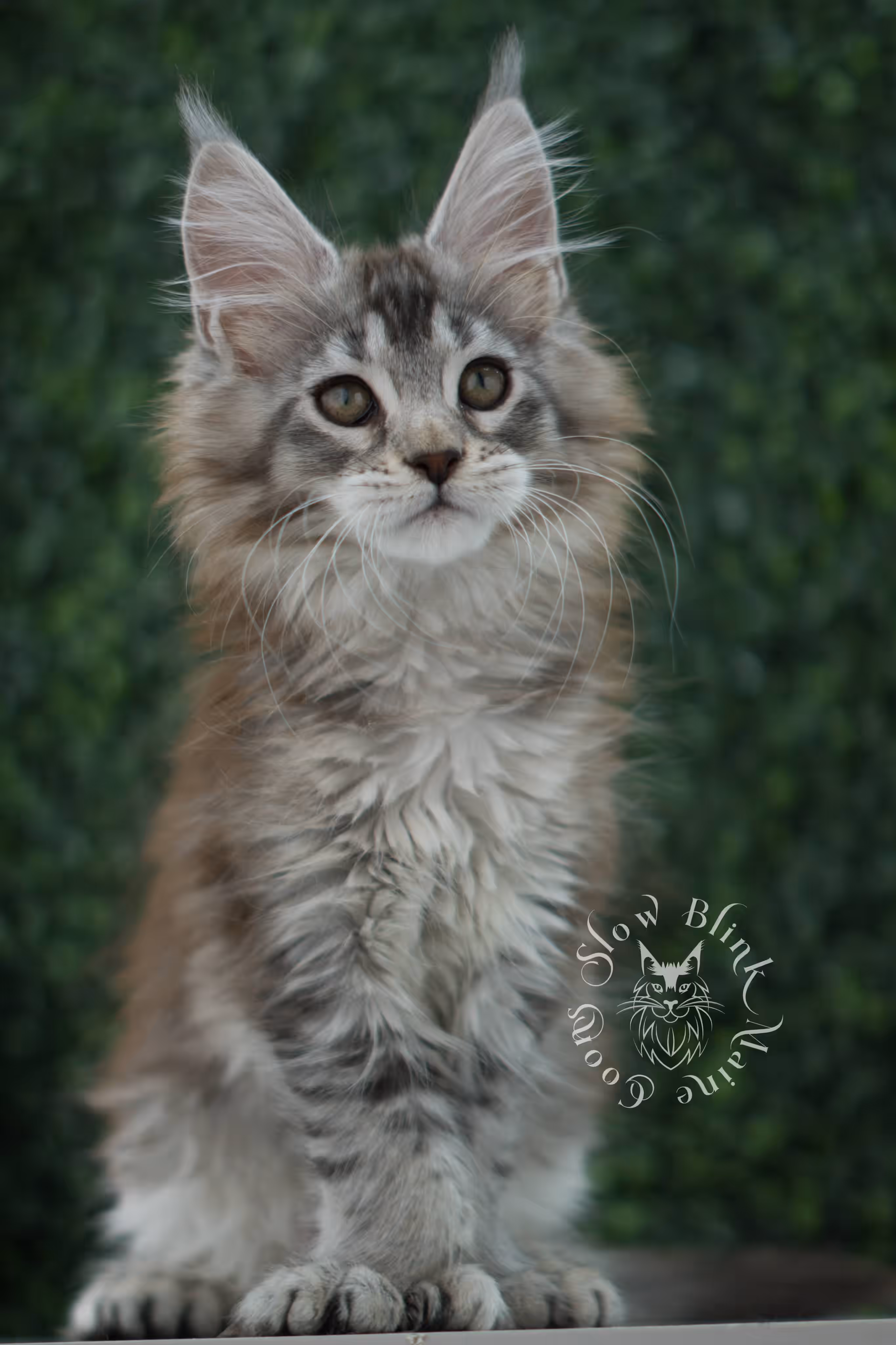 high silver torbie maine coon kitten ems code mcp fs age 9 weeks old poly SlowBlink Maine Coons Photo > high silver torbie maine coon kitten ems code mcp fs age 9 weeks old poly