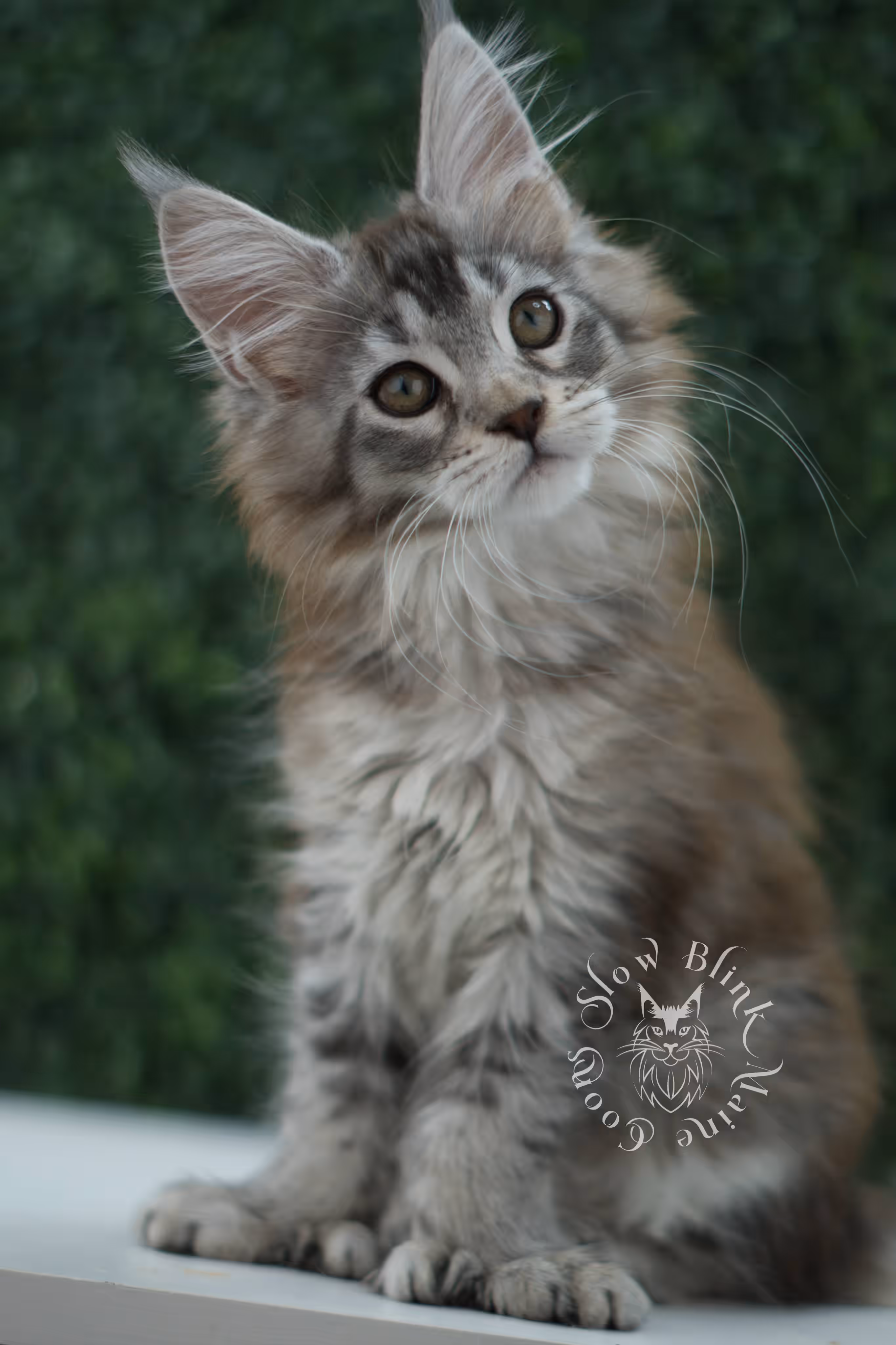 high silver torbie maine coon kitten ems code mcp fs age 9 weeks old poly SlowBlink Maine Coons Photo > high silver torbie maine coon kitten ems code mcp fs age 9 weeks old poly