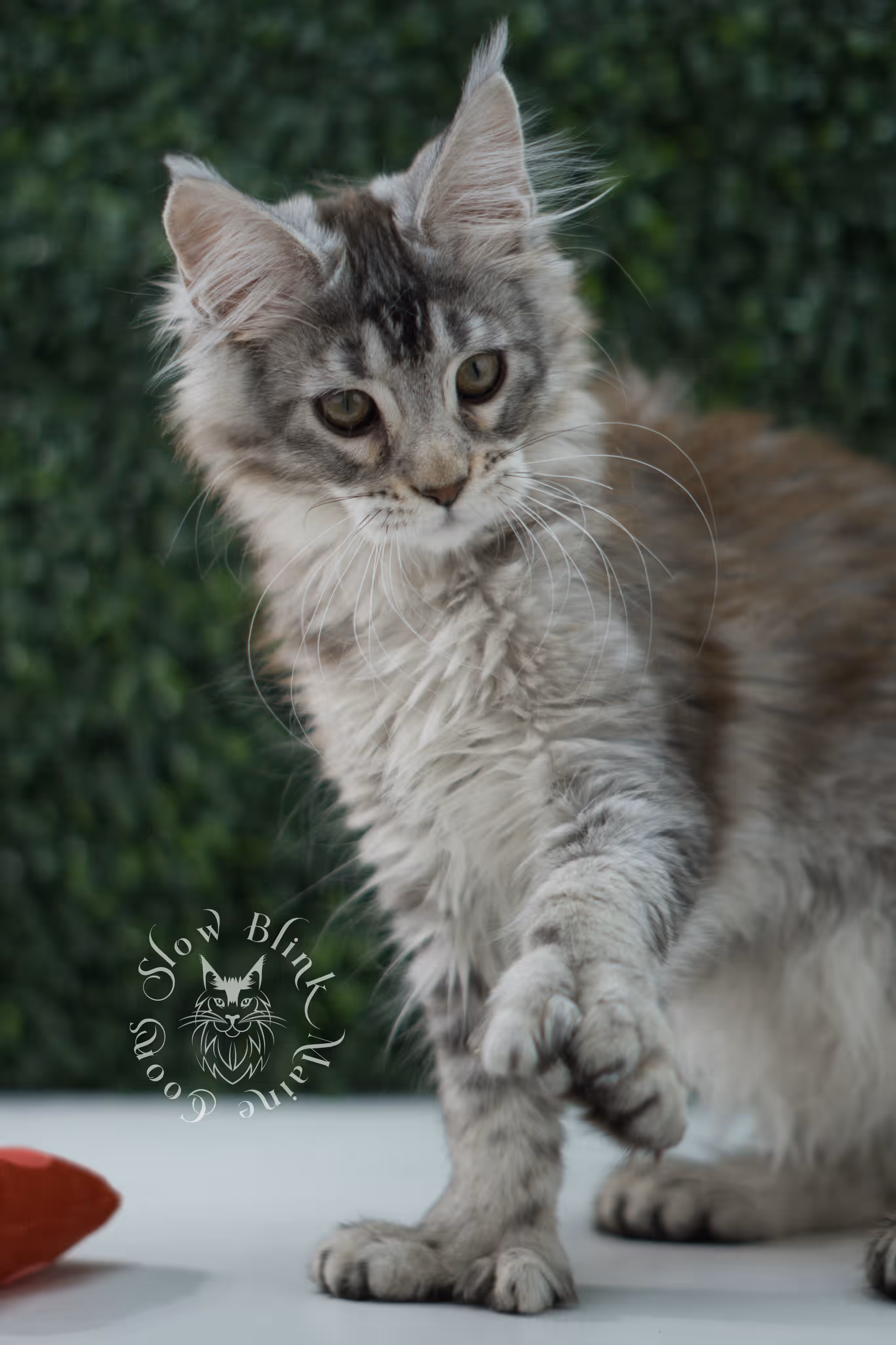 high silver torbie maine coon kitten ems code mcp fs age 9 weeks old poly SlowBlink Maine Coons Photo > high silver torbie maine coon kitten ems code mcp fs age 9 weeks old poly