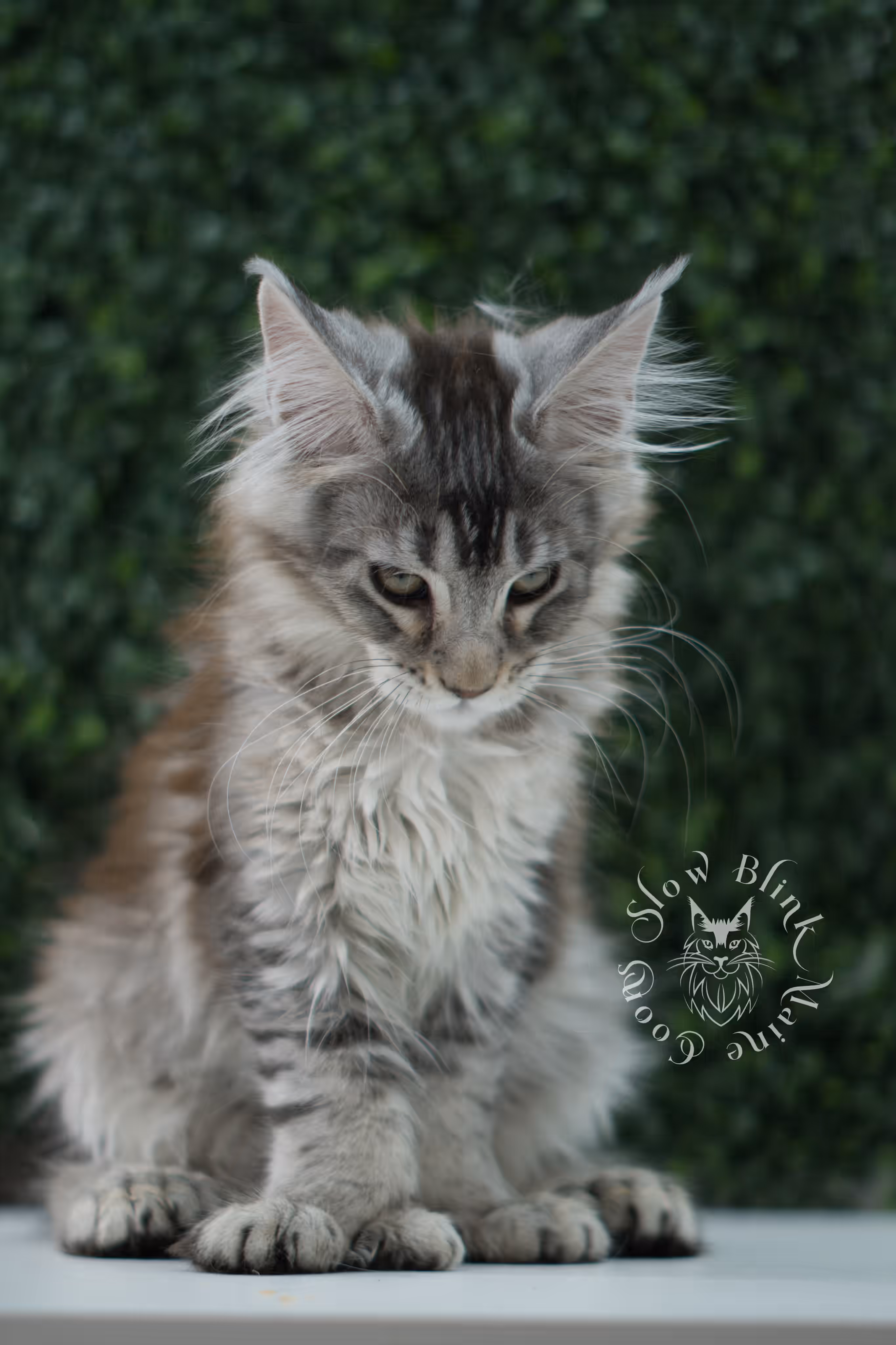 high silver torbie maine coon kitten ems code mcp fs age 9 weeks old poly SlowBlink Maine Coons Photo > high silver torbie maine coon kitten ems code mcp fs age 9 weeks old poly