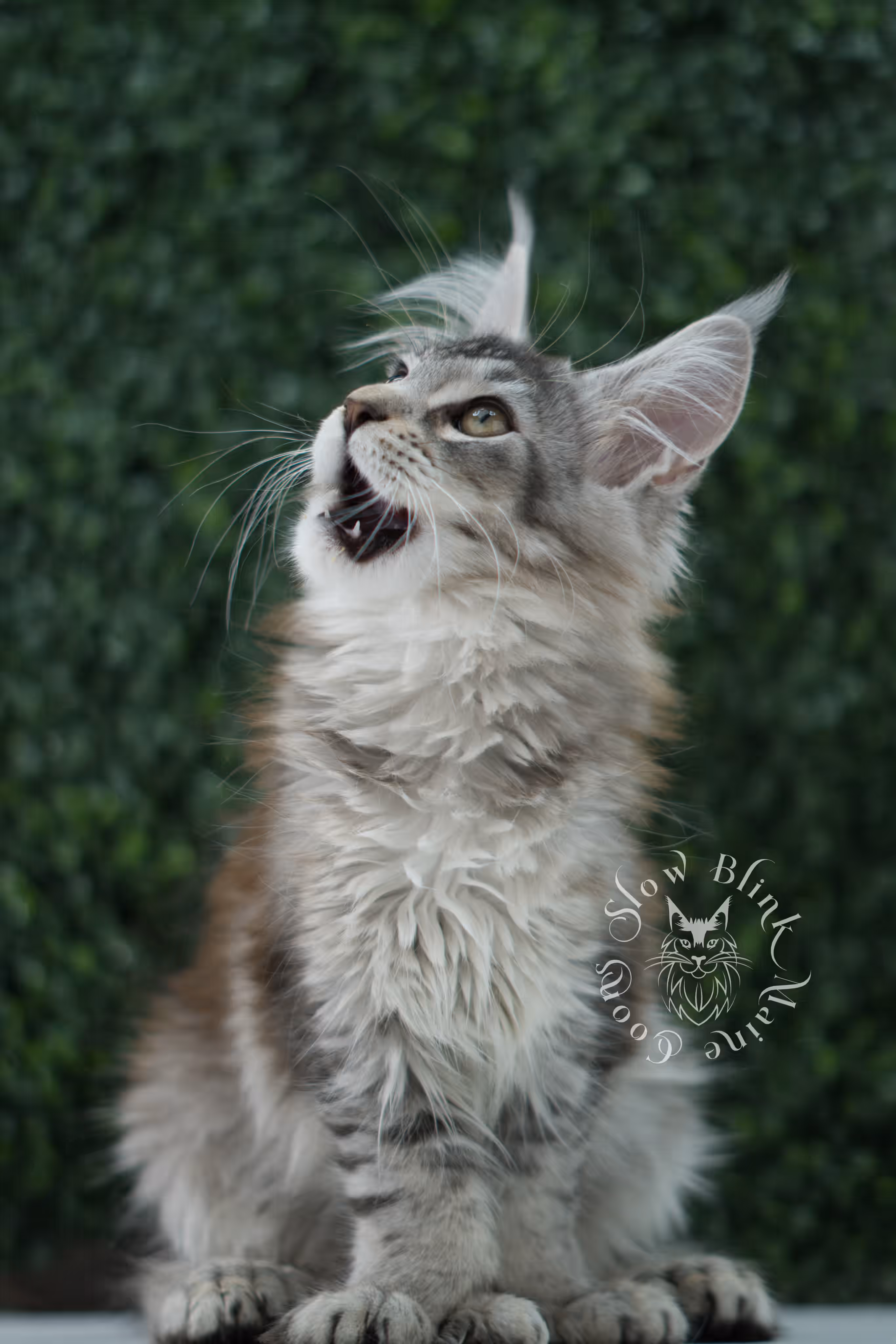 high silver torbie maine coon kitten ems code mcp fs age 9 weeks old poly SlowBlink Maine Coons Photo > high silver torbie maine coon kitten ems code mcp fs age 9 weeks old poly