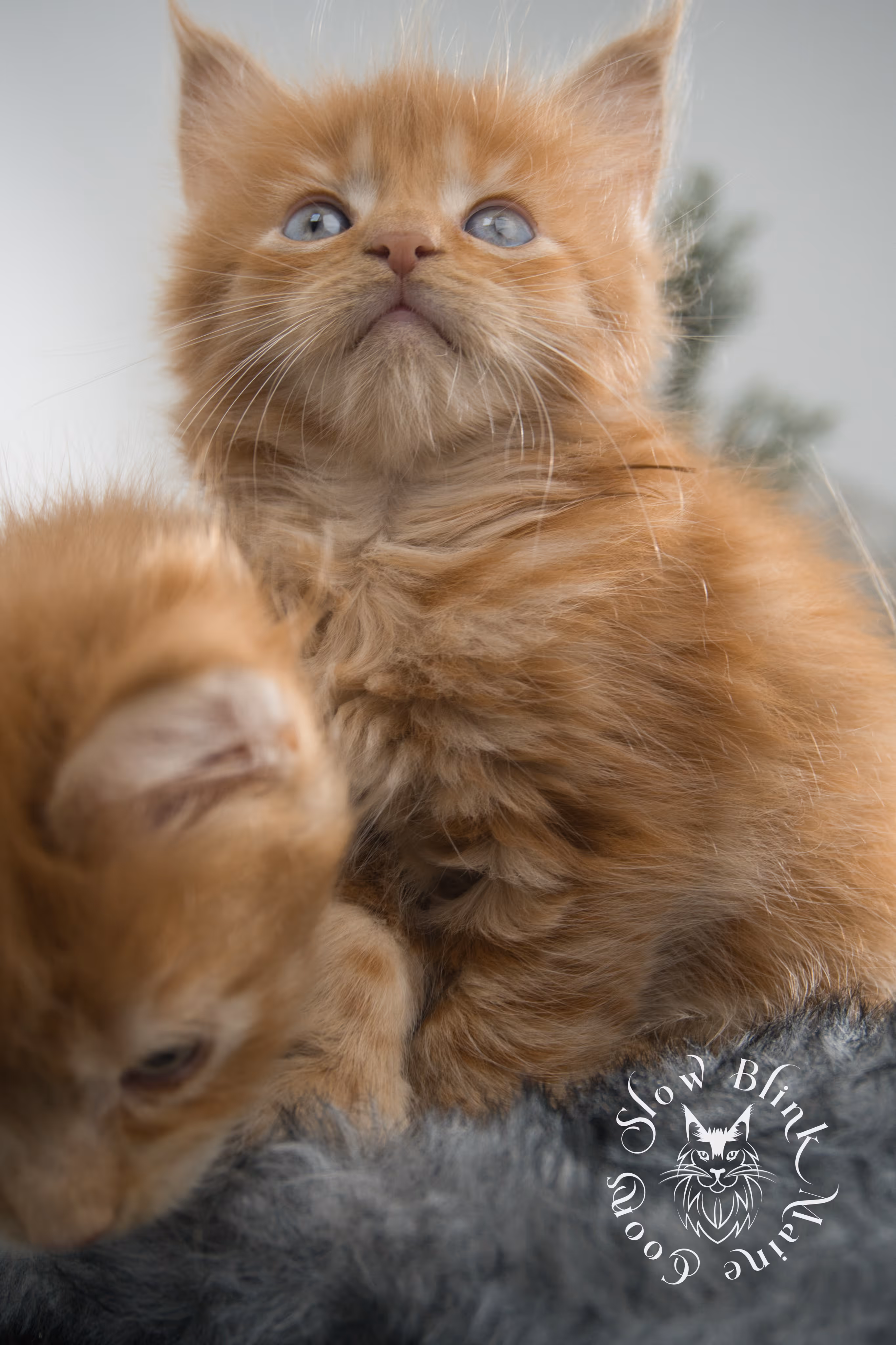 Orange (Red) Maine Coon Kittens > red blue eyed maine coon kitten | orange blue eye maine coon kitten | slowblinkmainecoons | ems code d ds ds 22 61 | female | named khalissi | 01 | taken oct 27 2024 | 6 weeks old