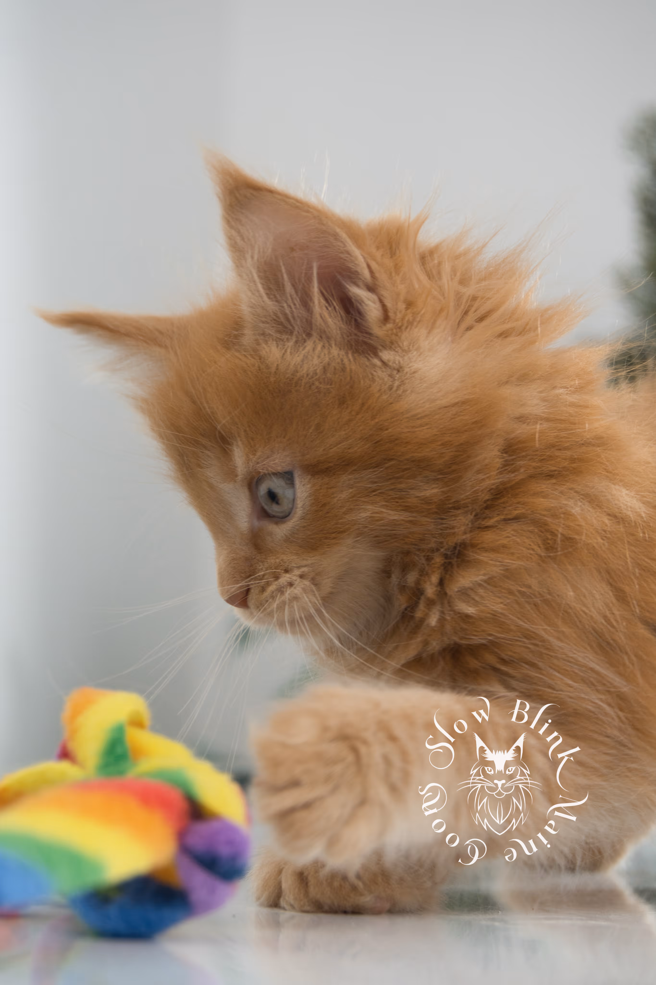 Orange (Red) Maine Coon Kittens > red blue eyed maine coon kitten | orange blue eye maine coon kitten | slowblinkmainecoons | ems code d ds ds 22 61 | female | named khalissi | 02 | taken oct 27 2024 | 6 weeks old