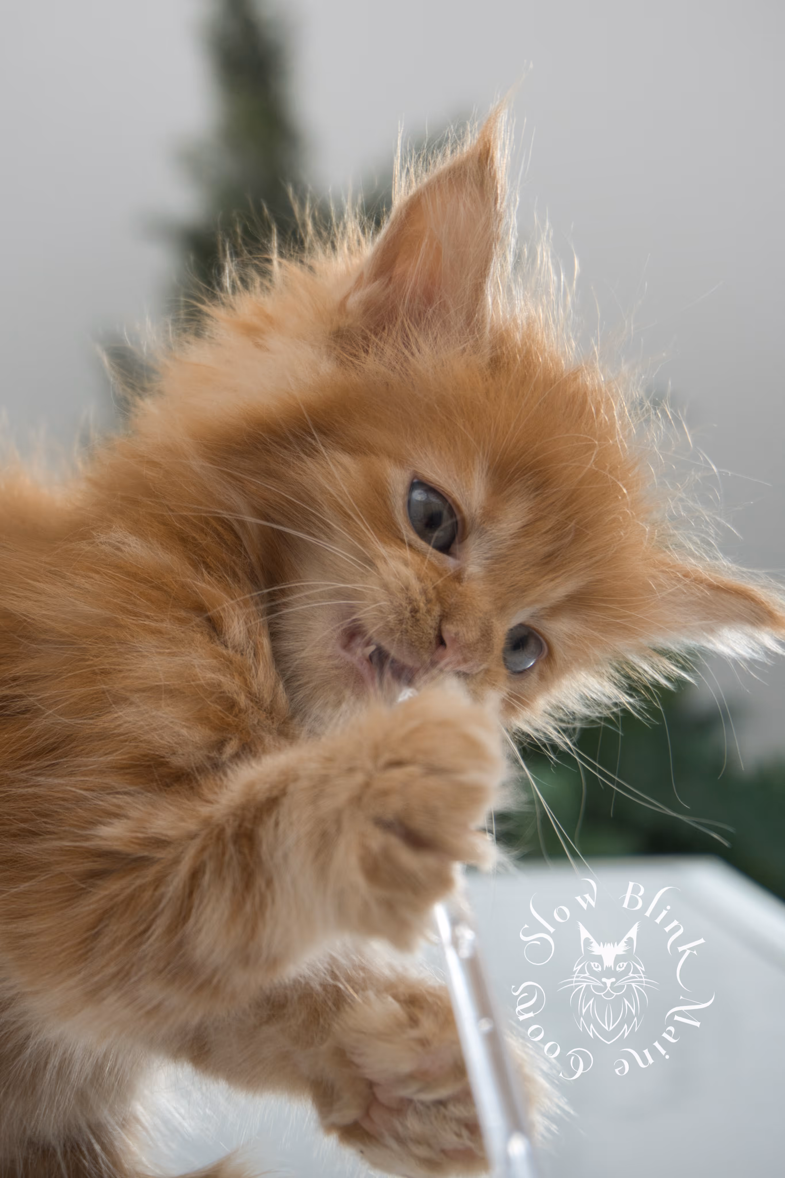 Orange (Red) Maine Coon Kittens > red blue eyed maine coon kitten | orange blue eye maine coon kitten | slowblinkmainecoons | ems code d ds ds 22 61 | female | named khalissi | 05 | taken oct 27 2024 | 6 weeks old