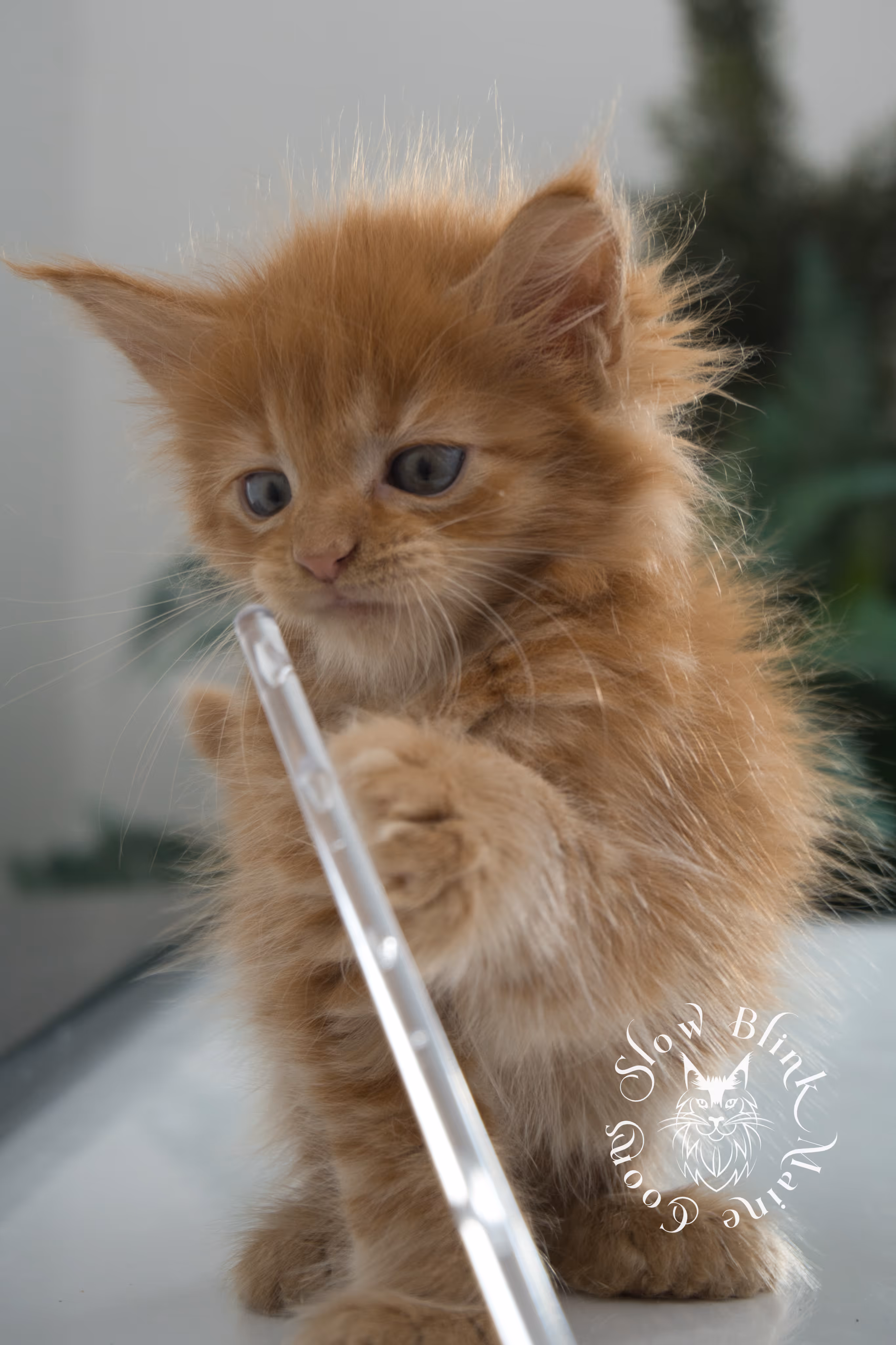 Orange (Red) Maine Coon Kittens > red blue eyed maine coon kitten | orange blue eye maine coon kitten | slowblinkmainecoons | ems code d ds ds 22 61 | female | named khalissi | 06 | taken oct 27 2024 | 6 weeks old