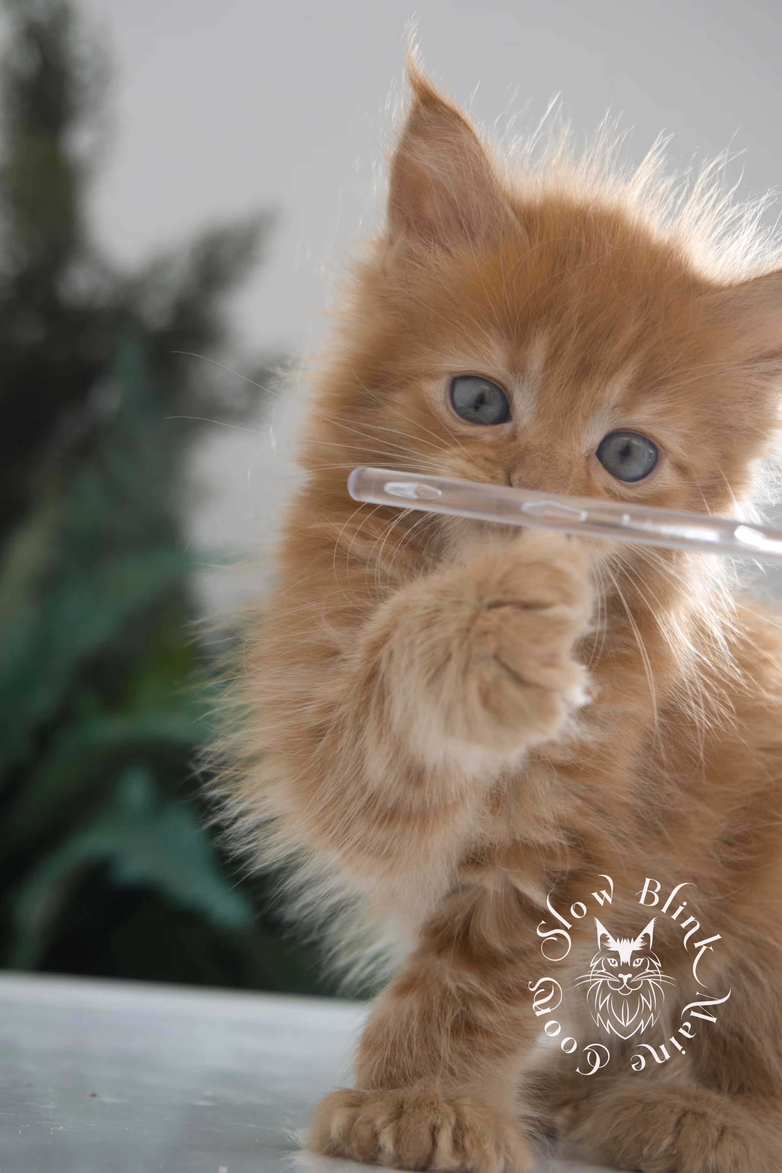 Orange (Red) Maine Coon Kittens > red blue eyed maine coon kitten | orange blue eye maine coon kitten | slowblinkmainecoons | ems code d ds ds 22 61 | female | named khalissi | 07 | taken oct 27 2024 | 6 weeks old