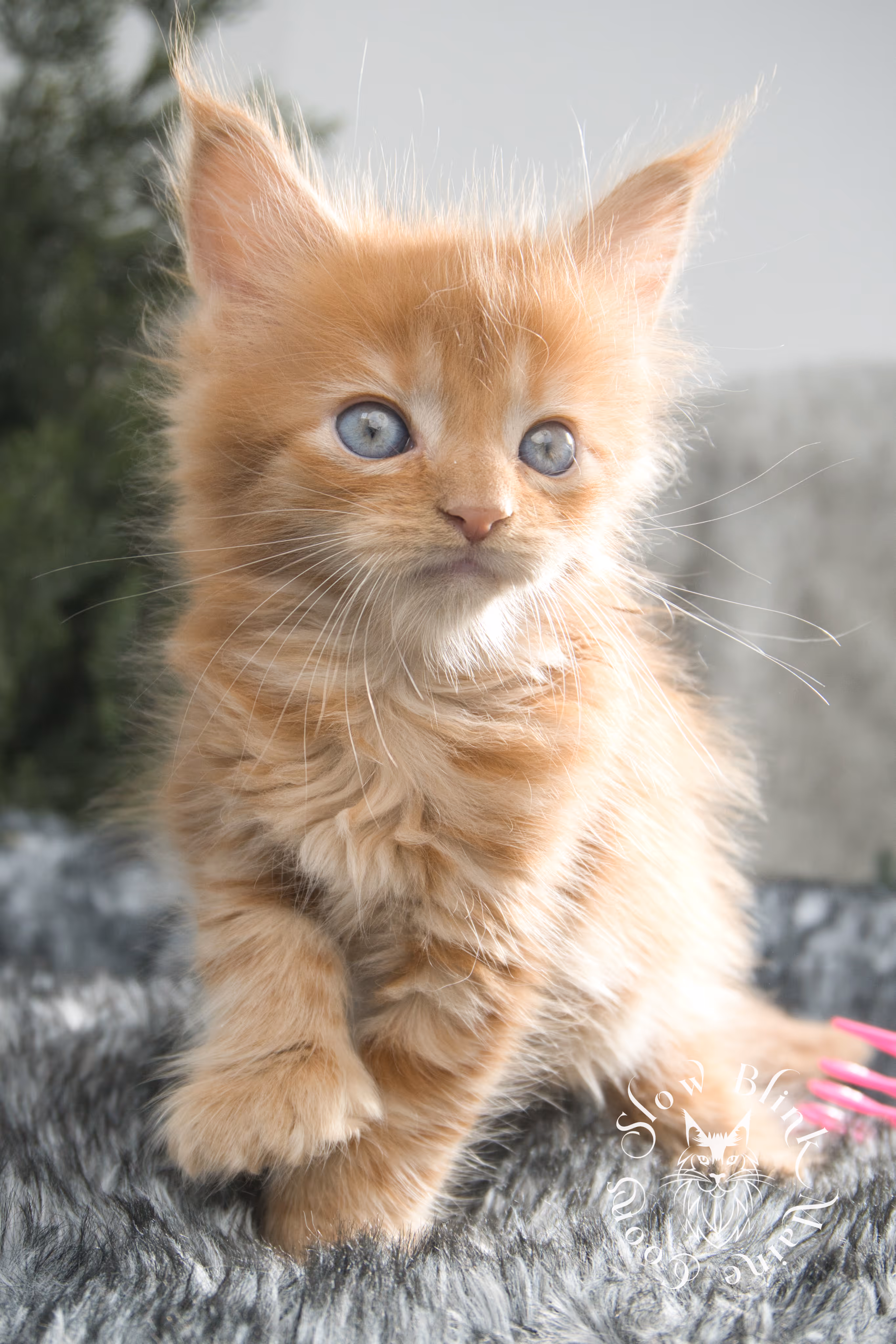Orange (Red) Maine Coon Kittens > red blue eyed maine coon kitten | orange blue eye maine coon kitten | slowblinkmainecoons | ems code d ds ds 22 61 | female | named khalissi | 08 | taken oct 27 2024 | 6 weeks old