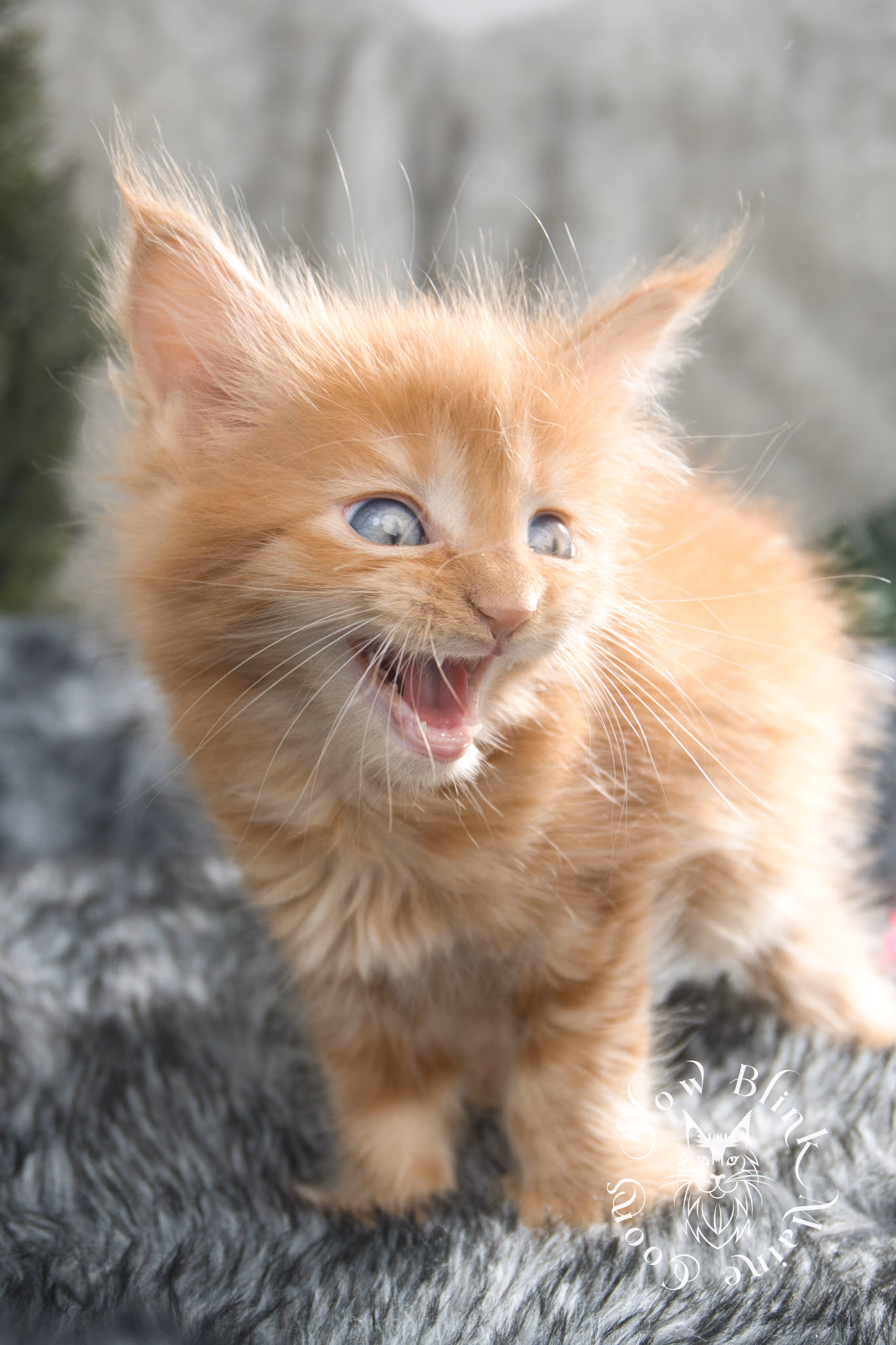 Orange (Red) Maine Coon Kittens > red blue eyed maine coon kitten | orange blue eye maine coon kitten | slowblinkmainecoons | ems code d ds ds 22 61 | female | named khalissi | 09 | taken oct 27 2024 | 6 weeks old