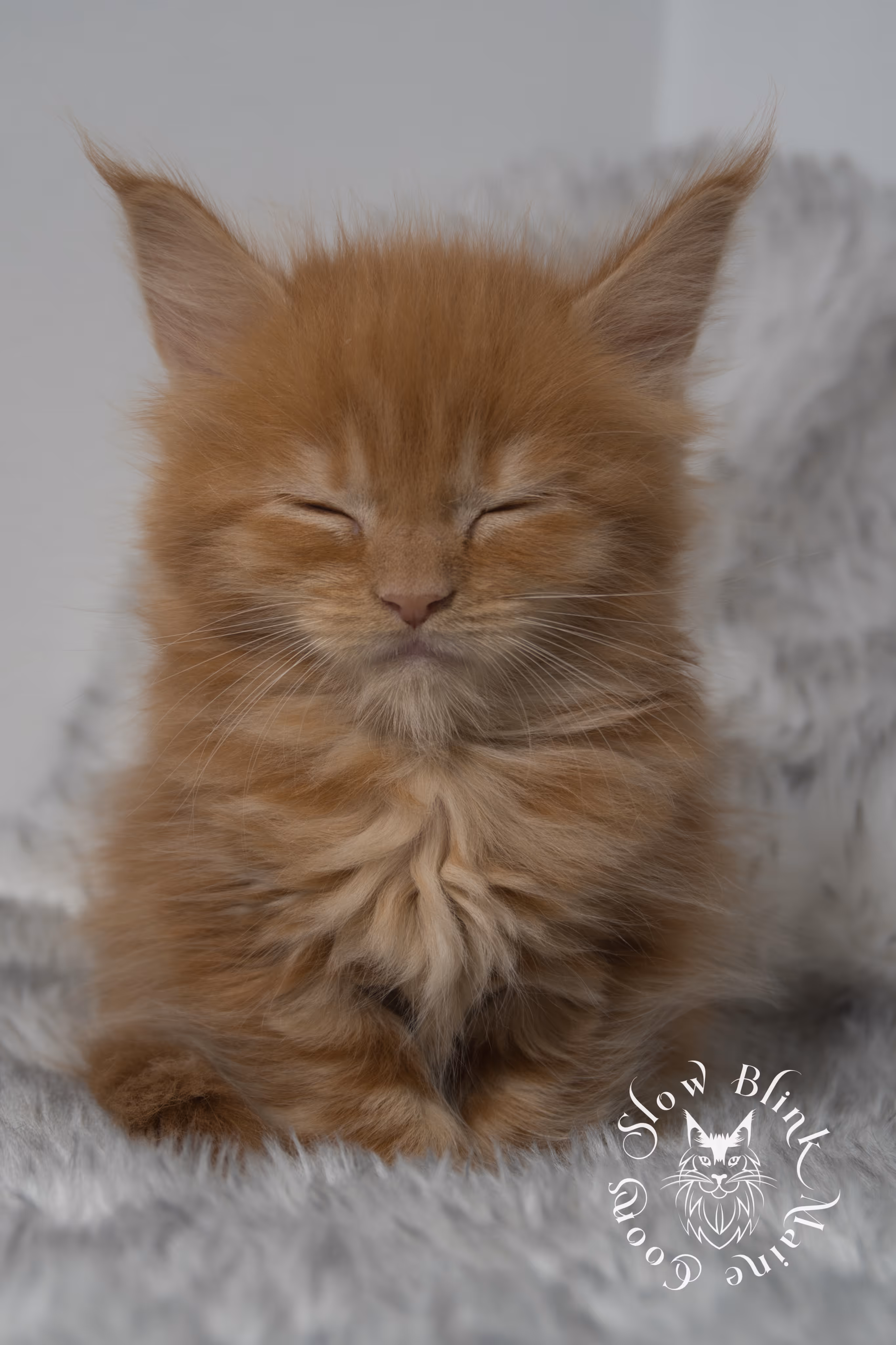 Orange (Red) Maine Coon Kittens > red blue eyed maine coon kitten | orange blue eye maine coon kitten | slowblinkmainecoons | ems code d ds ds 22 61 | female | named khalissi | 10 | taken oct 27 2024 | 6 weeks old