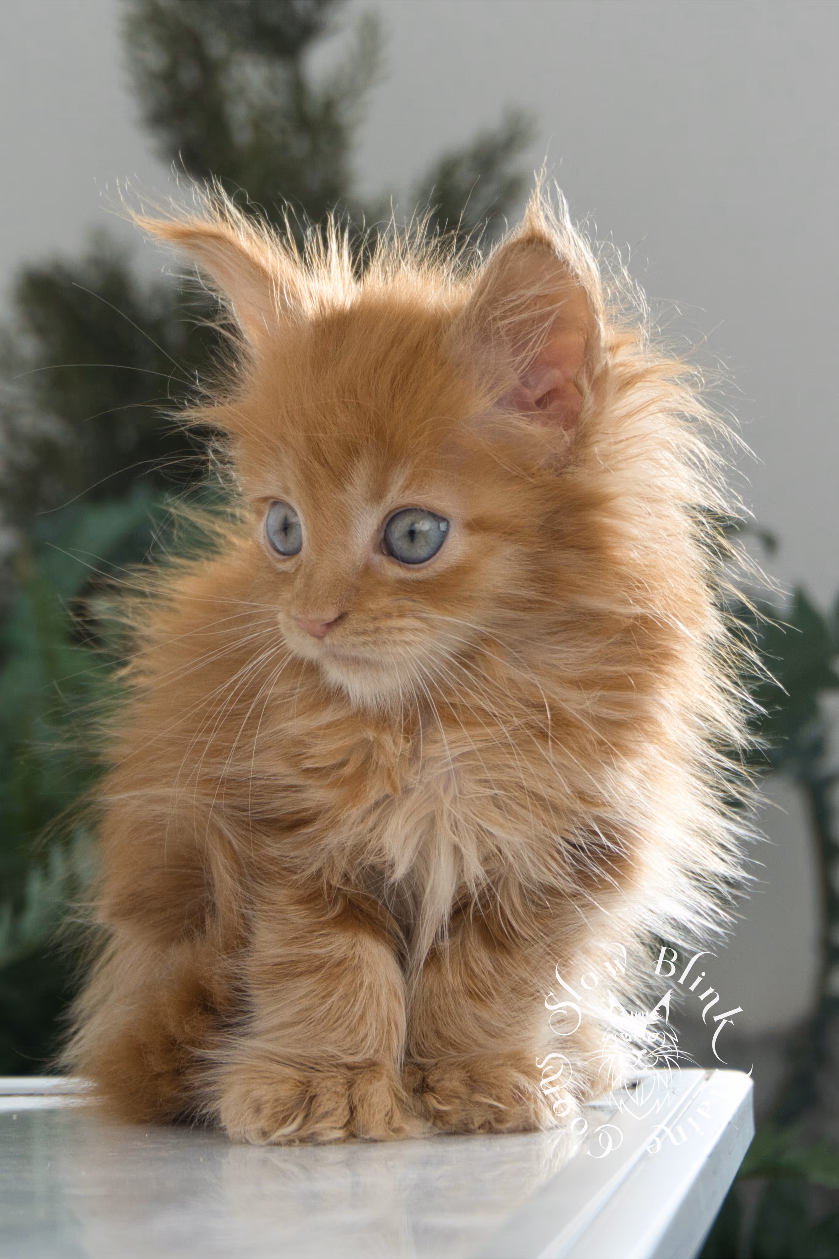 Orange (Red) Maine Coon Kittens > red blue eyed maine coon kitten | orange blue eye maine coon kitten | slowblinkmainecoons | ems code d ds ds 22 61 | female | named khalissi | 12 | taken oct 27 2024 | 6 weeks old