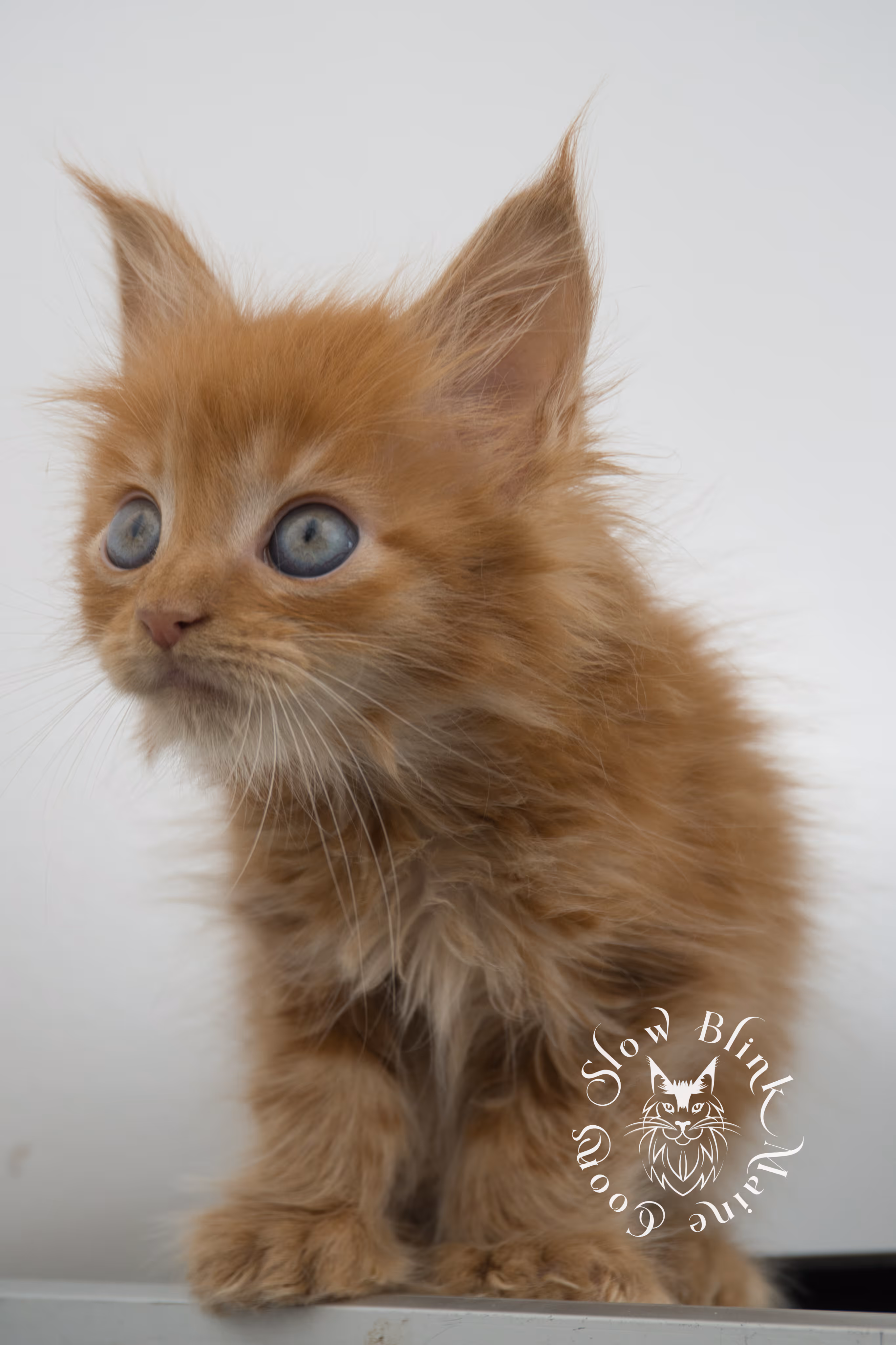Orange (Red) Maine Coon Kittens > red blue eyed maine coon kitten | orange blue eye maine coon kitten | slowblinkmainecoons | ems code d ds ds 22 61 | female | named khalissi | 13 | taken oct 27 2024 | 6 weeks old